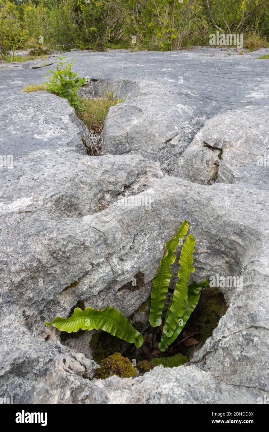 La felce di lingua di HART (Asplenium scopendrium) che cresce in gryke di pavimentazione di calcare, Gait Barrows National Nature Reserve, Lancashire, Regno Unito. Settembre. Foto Stock