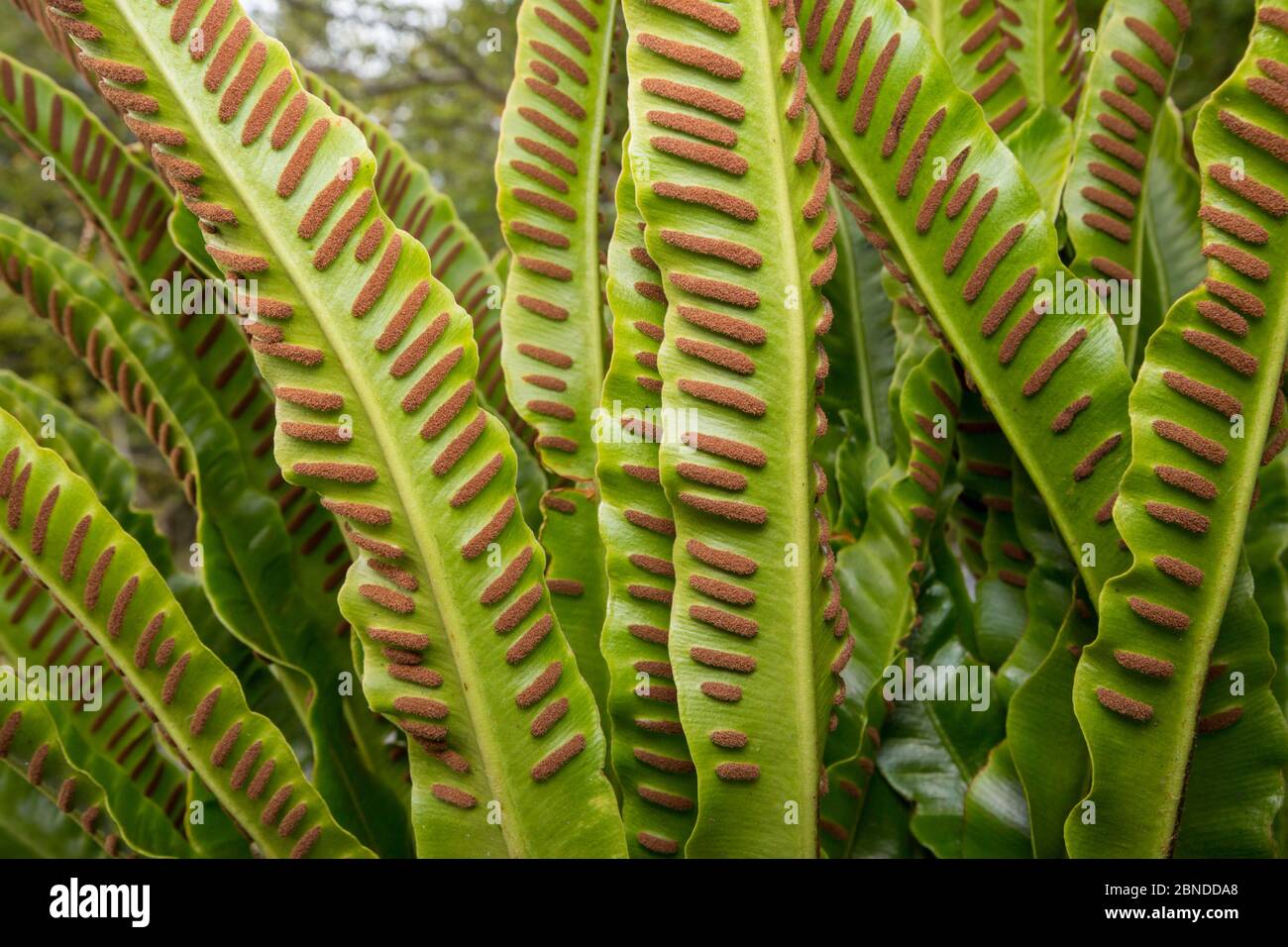 La felce di lingua di HART (Asplenium scoulopendrium) che cresce in pavimentazione calcarea. File di sori sporigeni si possono vedere sul lato inferiore delle facciate Foto Stock