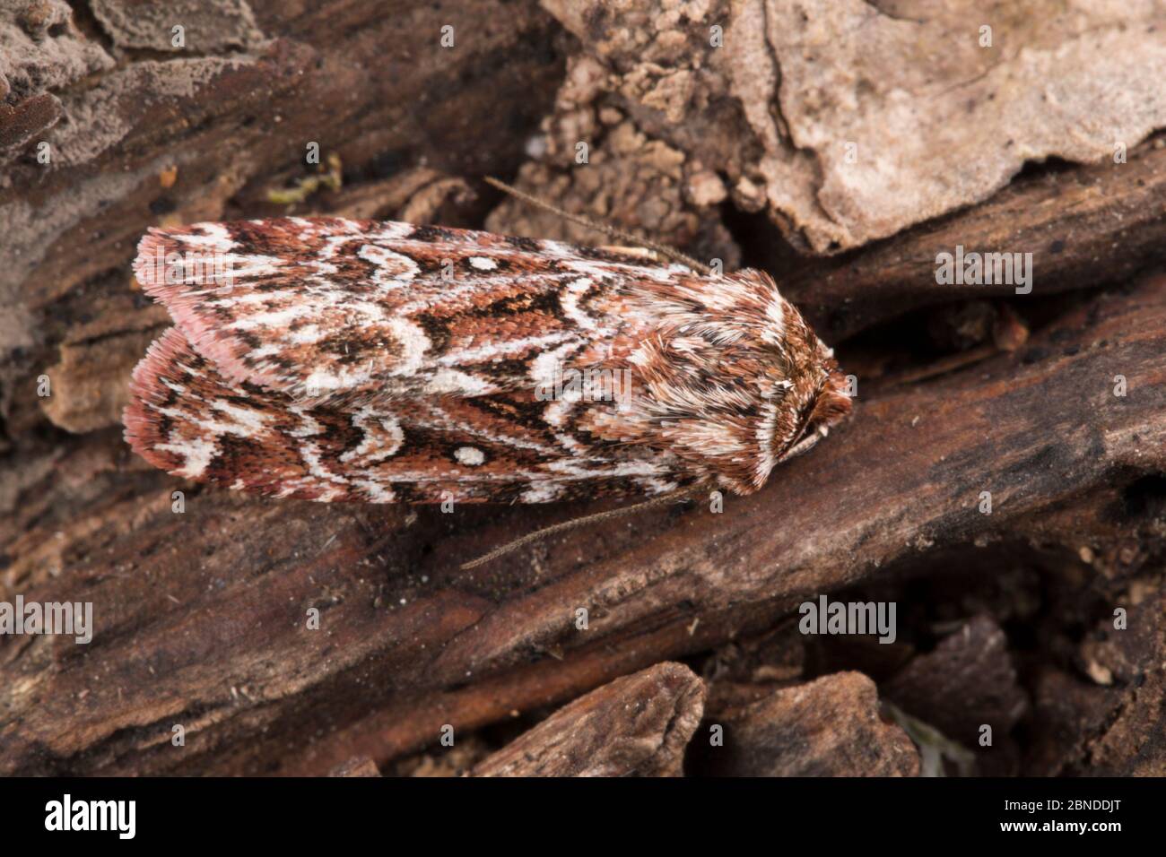 Vera mut del nodo dell'amante (Lycophotia porphyrea) Dorset, Regno Unito. Agosto. Foto Stock