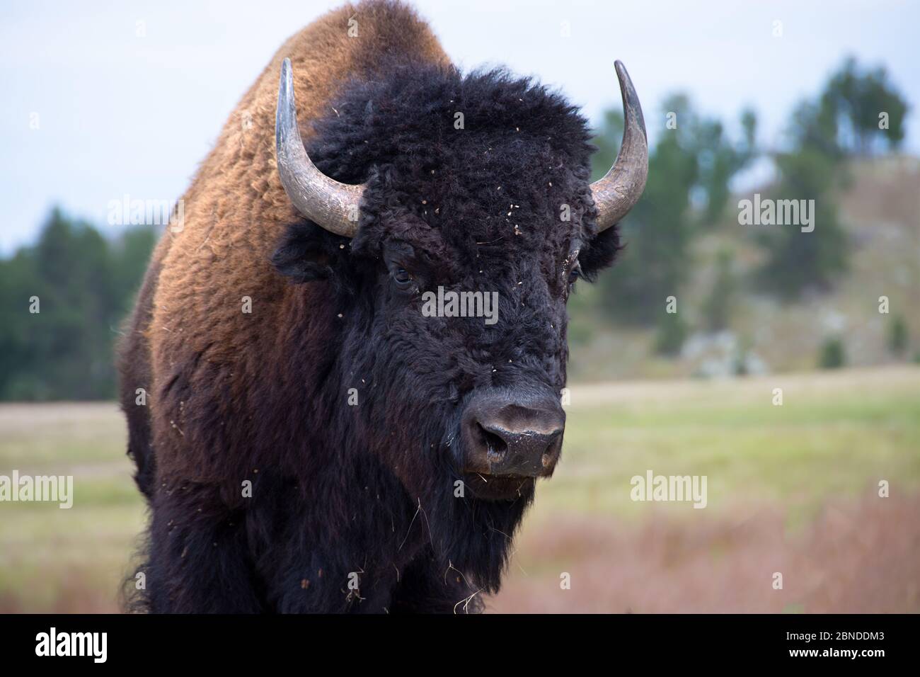 Ritratto di un bufalo al Custer state Park, South Dakota. Foto Stock