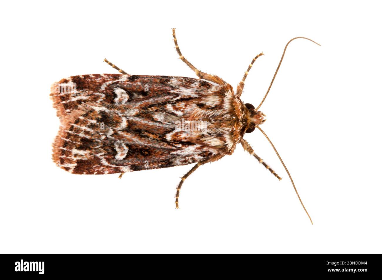 Vera falena del nodo dell'amante (Lycophotia porfirea) su sfondo bianco. Dorset, Regno Unito. Agosto. Foto Stock