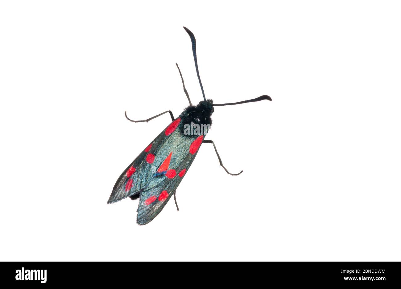 Sei spot burnett Moth (Zygaena filipendulae) Scozia, Regno Unito, luglio. Progetto Meetyourneighbors.net Foto Stock