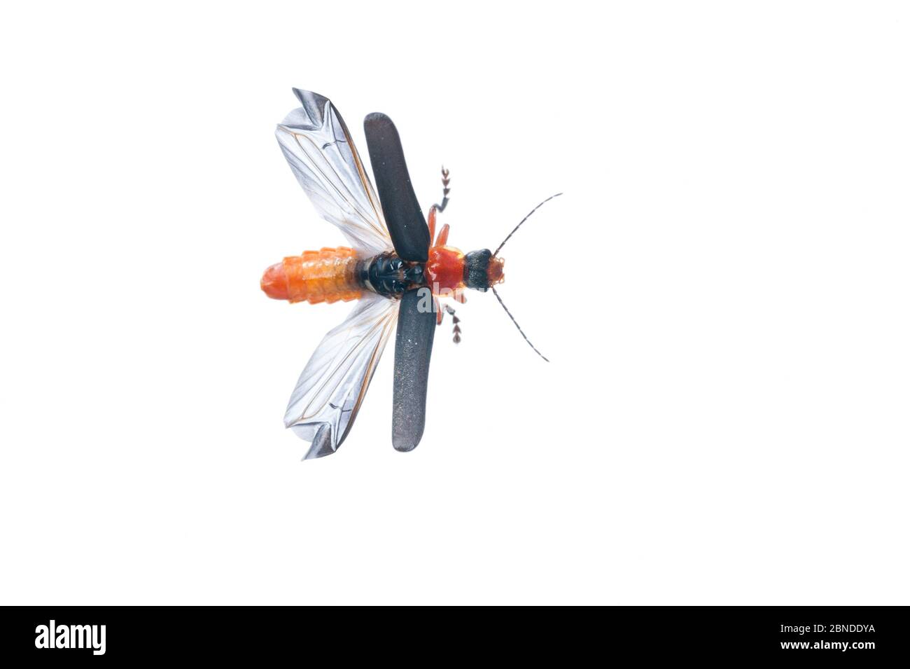 Soldato scarabeo (Cantharis sp) con ali fuori, Scozia UK, giugno. Progetto Meetyourneighbors.net Foto Stock