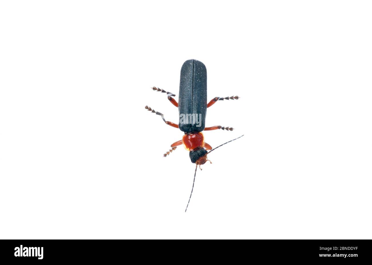 Soldier Beetle (Cantharis sp) nello studio di campo, Scozia Regno Unito, giugno. Progetto Meetyourneighbors.net Foto Stock