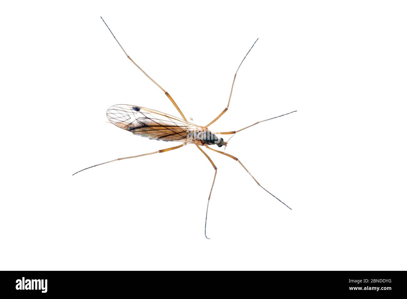 Cranefly (Tipulidae) Scozia, Regno Unito, giugno. Progetto Meetyourneighbors.net Foto Stock