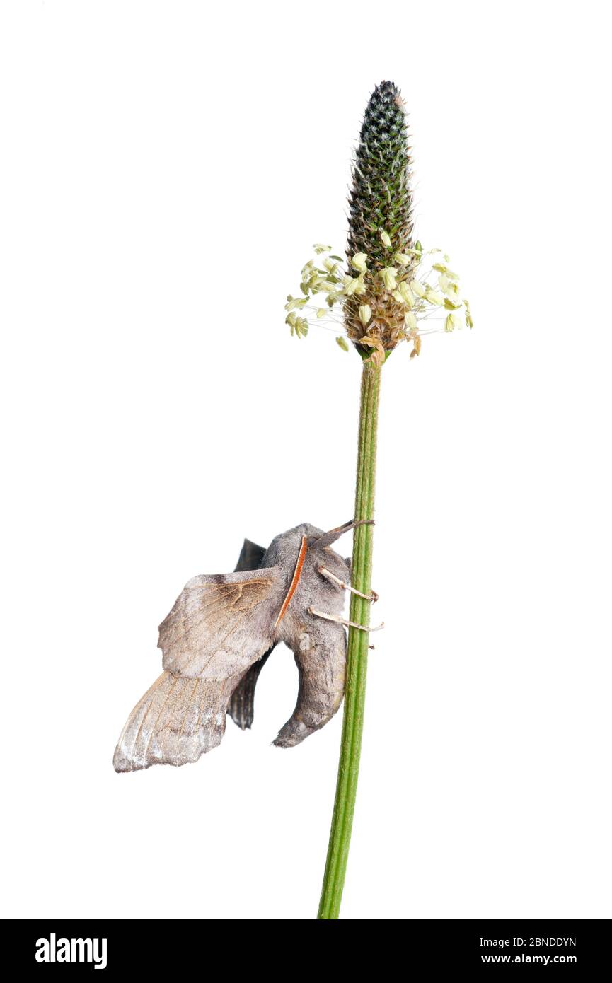 Pioppo Hawkmoth (Laothoe populi) su plantain, Scozia, Regno Unito, giugno. Progetto Meetyourneighbors.net Foto Stock