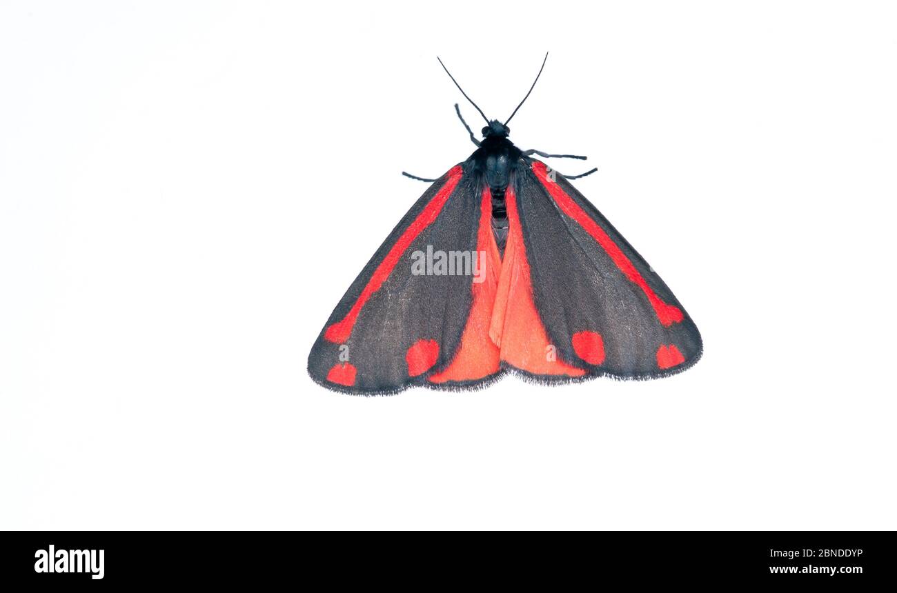 Cinnabar Moth (Tyria jacobaea) Scozia, UK, giugno. Progetto Meetyourneighbors.net Foto Stock