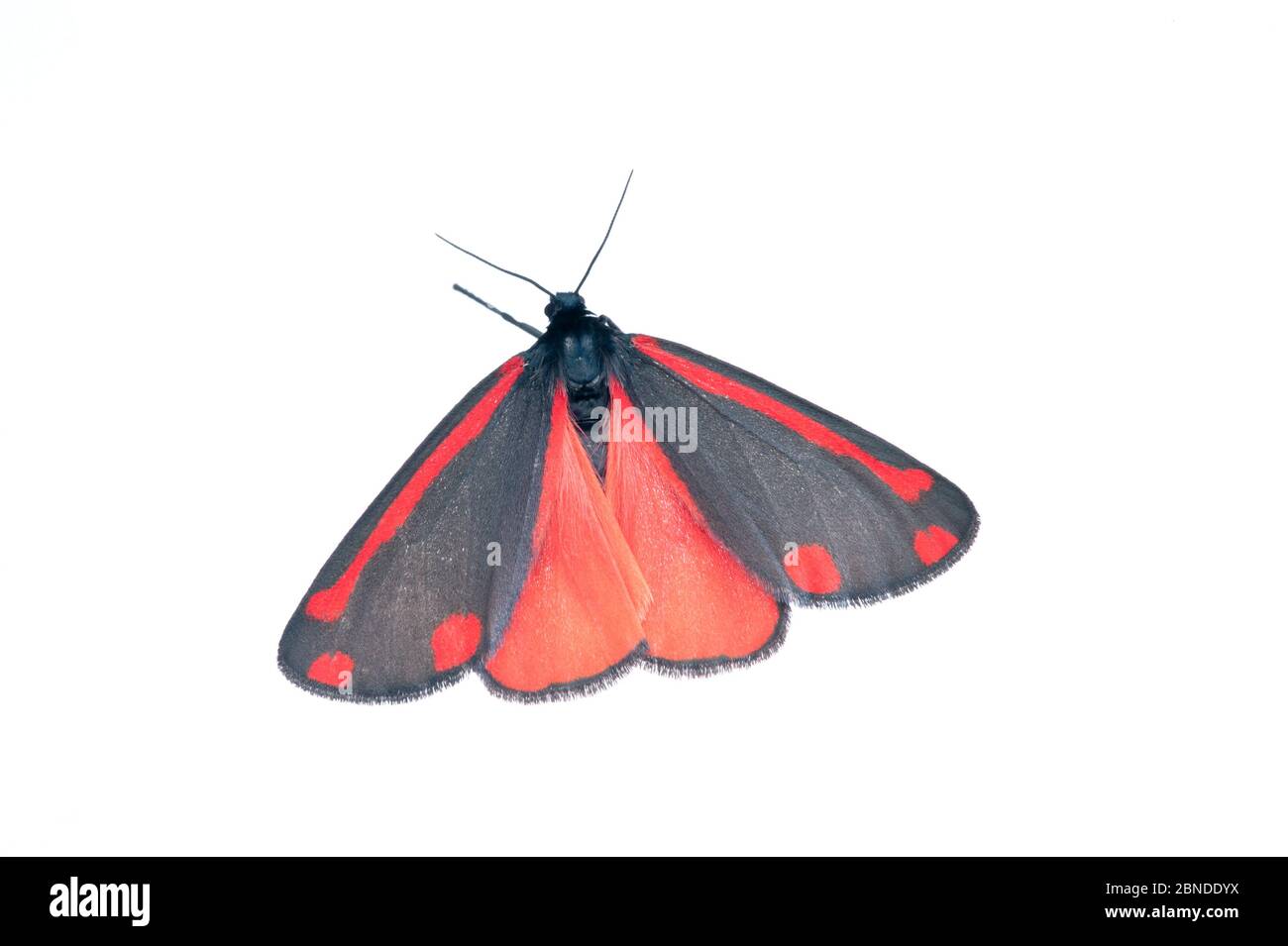 Cinnabar Moth (Tyria jacobaea) Scozia, UK, giugno. Progetto Meetyourneighbors.net Foto Stock