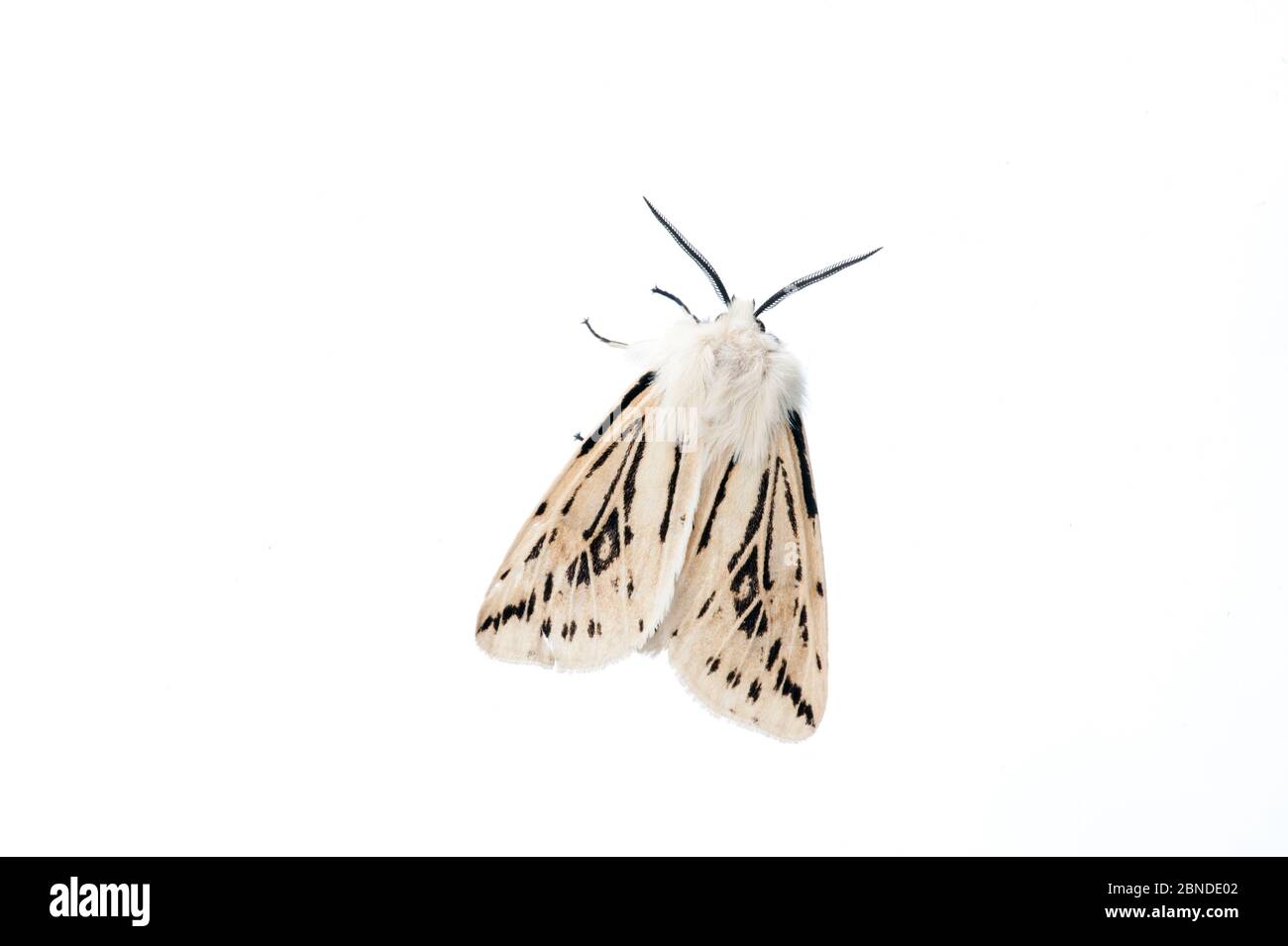 Falda erminica (Spilarctia luteum) Scozia, Regno Unito, giugno. Progetto Meetyourneighbors.net Foto Stock