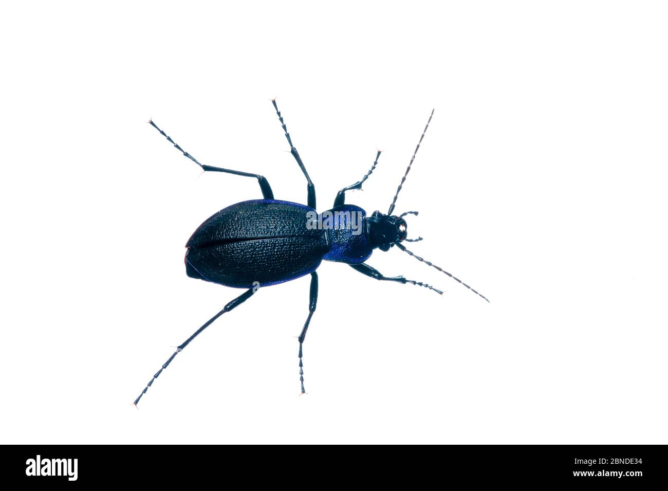 Violetto terra scarabeo (Carabus violaceus) Angus, Scozia, Regno Unito, maggio. Progetto Meetyourneighbors.net Foto Stock