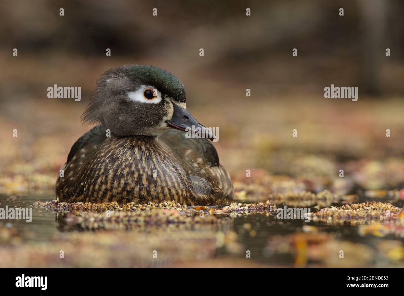 Wood Duck (Aix sponsora) femmina, King County, Washington, Stati Uniti. Marzo. Foto Stock