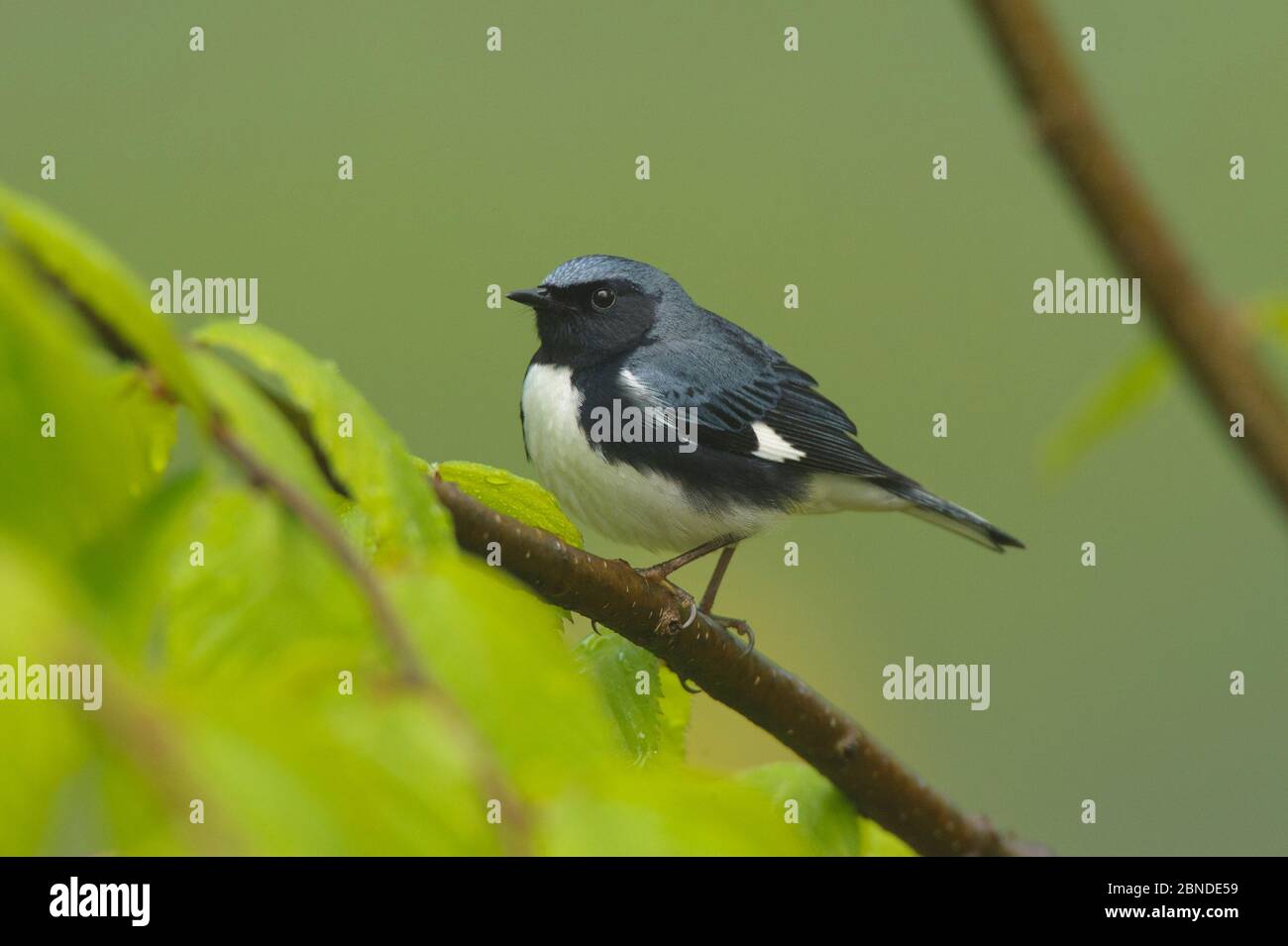 Arruche blu (Dendroica caerulescens) di colore nero maschio in allevamento (alternato) piumaggio. Contea di Tompkins, New York. Maggio. Foto Stock