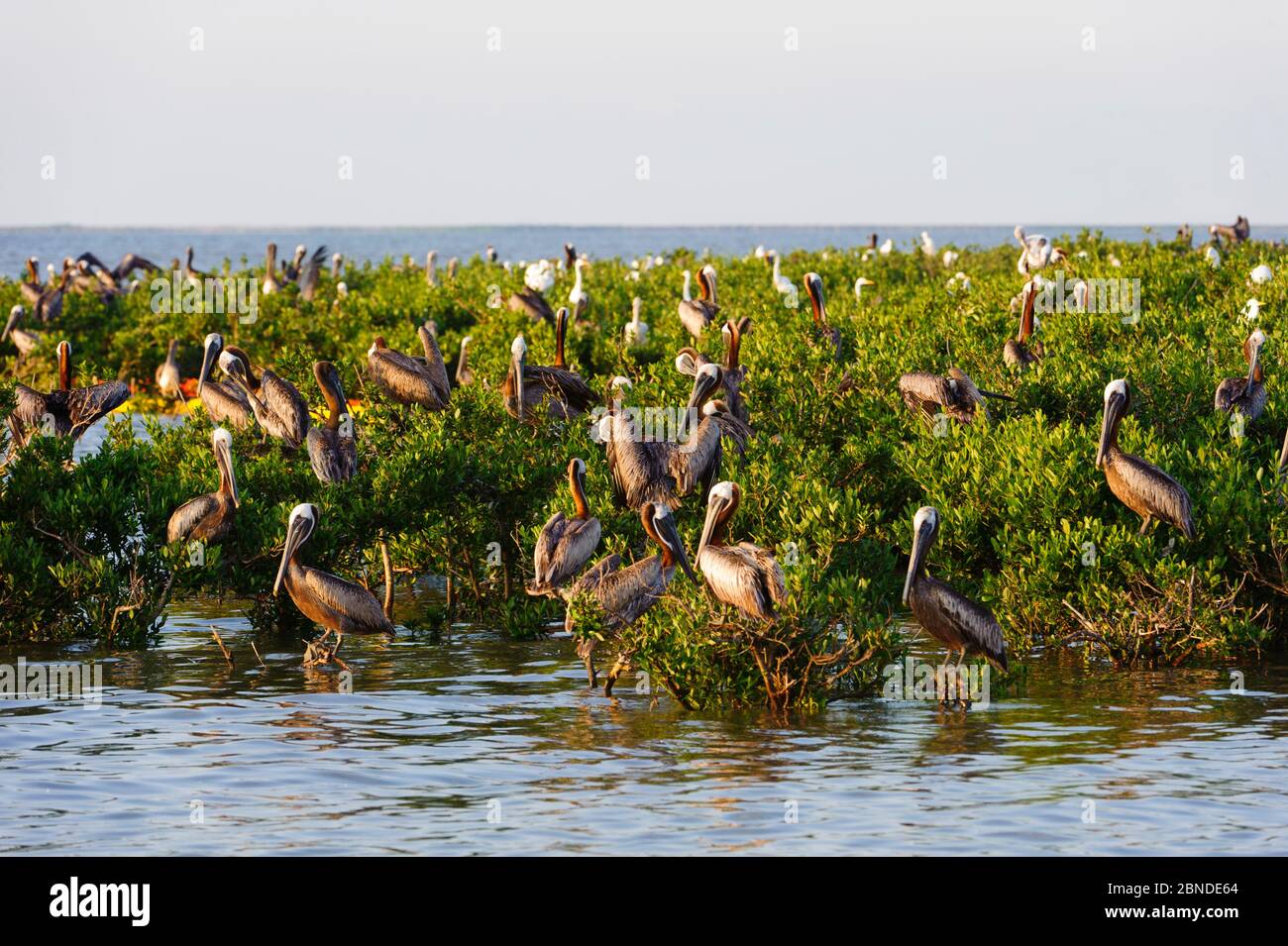 Pellicani bruni (Pelekanus occidentalis) e grandi egrei (Ardea alba) che si erodono su mangrovie in una colonia di nidificazione della Baia di Barataria. Questa colonia era pesante Foto Stock