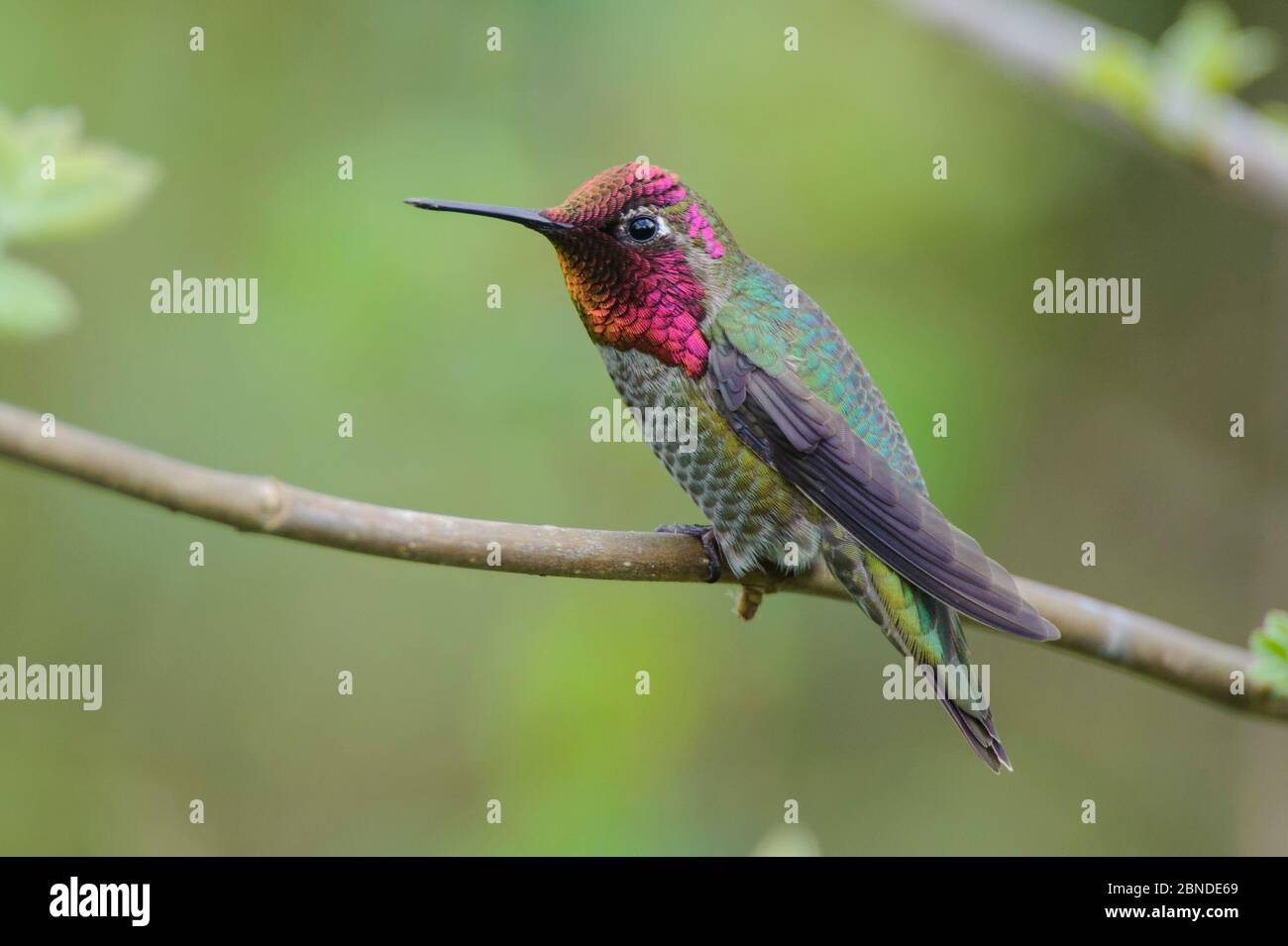 Il colibrì di Anna (Calypte anna) maschio, King County, Washington, Stati Uniti. Maggio. Foto Stock