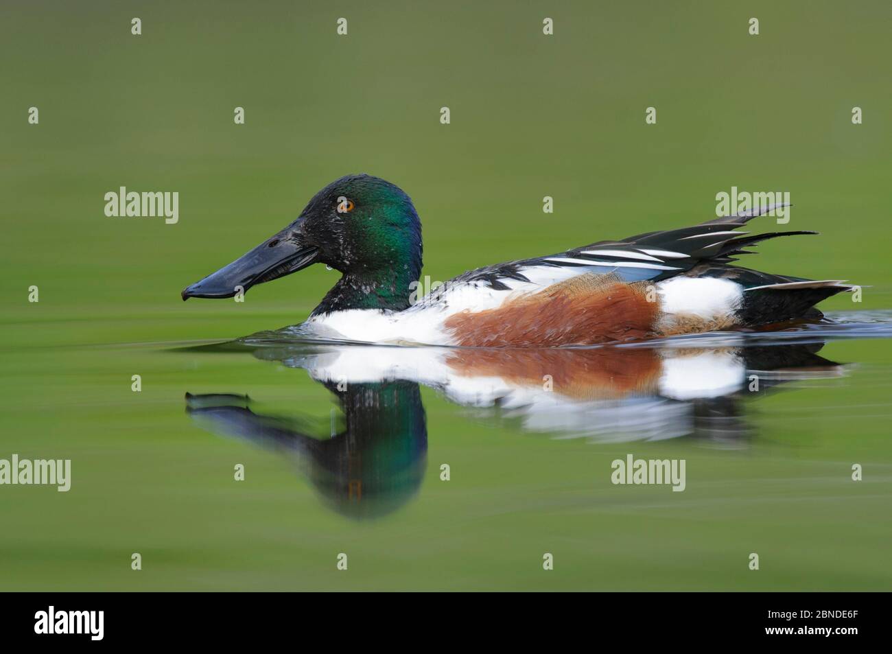 Northern Shoveler (Anas clypeata) maschio, King County, Washington. Aprile. Foto Stock