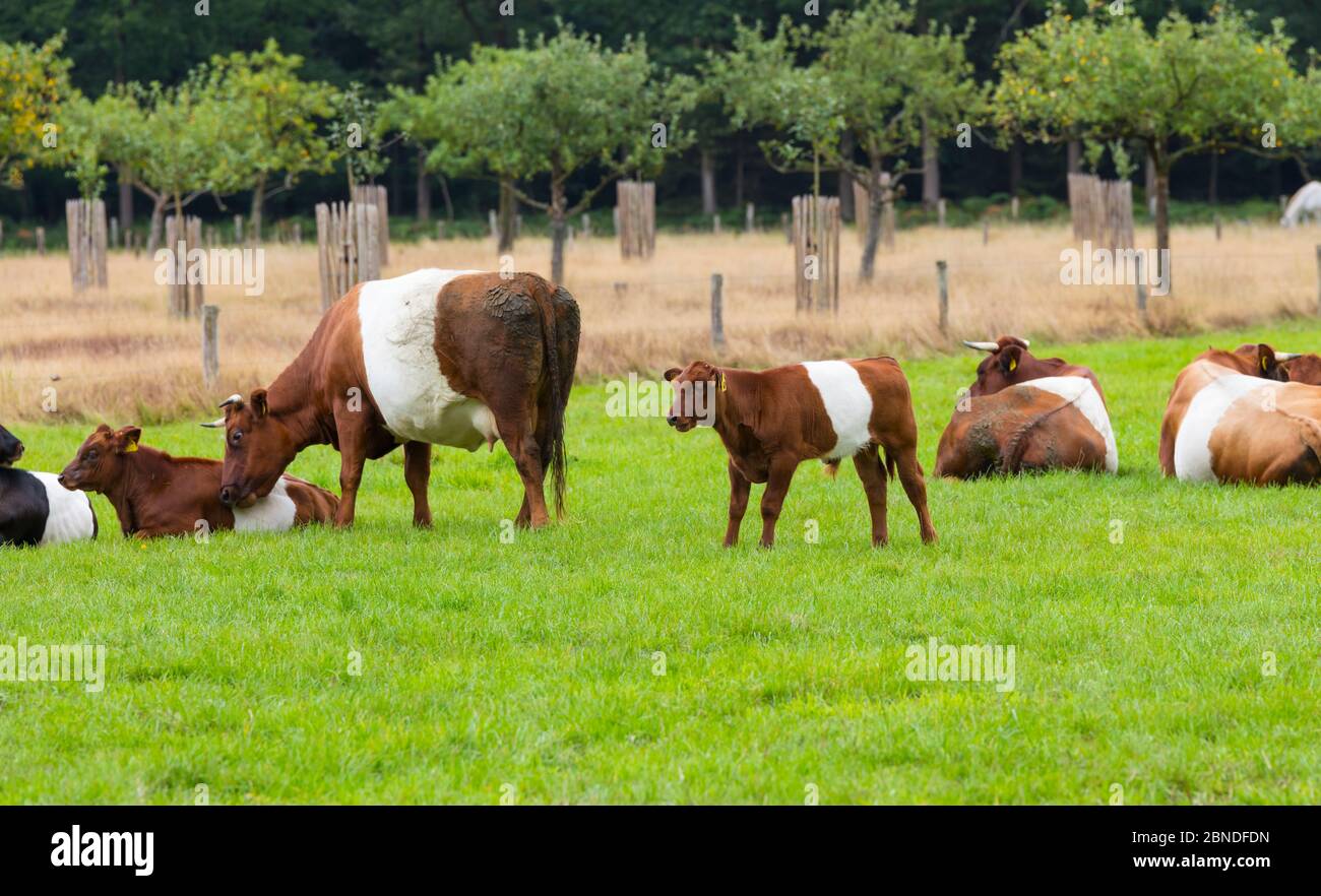 Cascina è chiamato dopo il tradizionale bestiame olandese de Lakenvelder, significando l'olandese Belted. Un olandese Belted non hanno macchie colorate e non è né monocromatica come altre razze di bovini Foto Stock