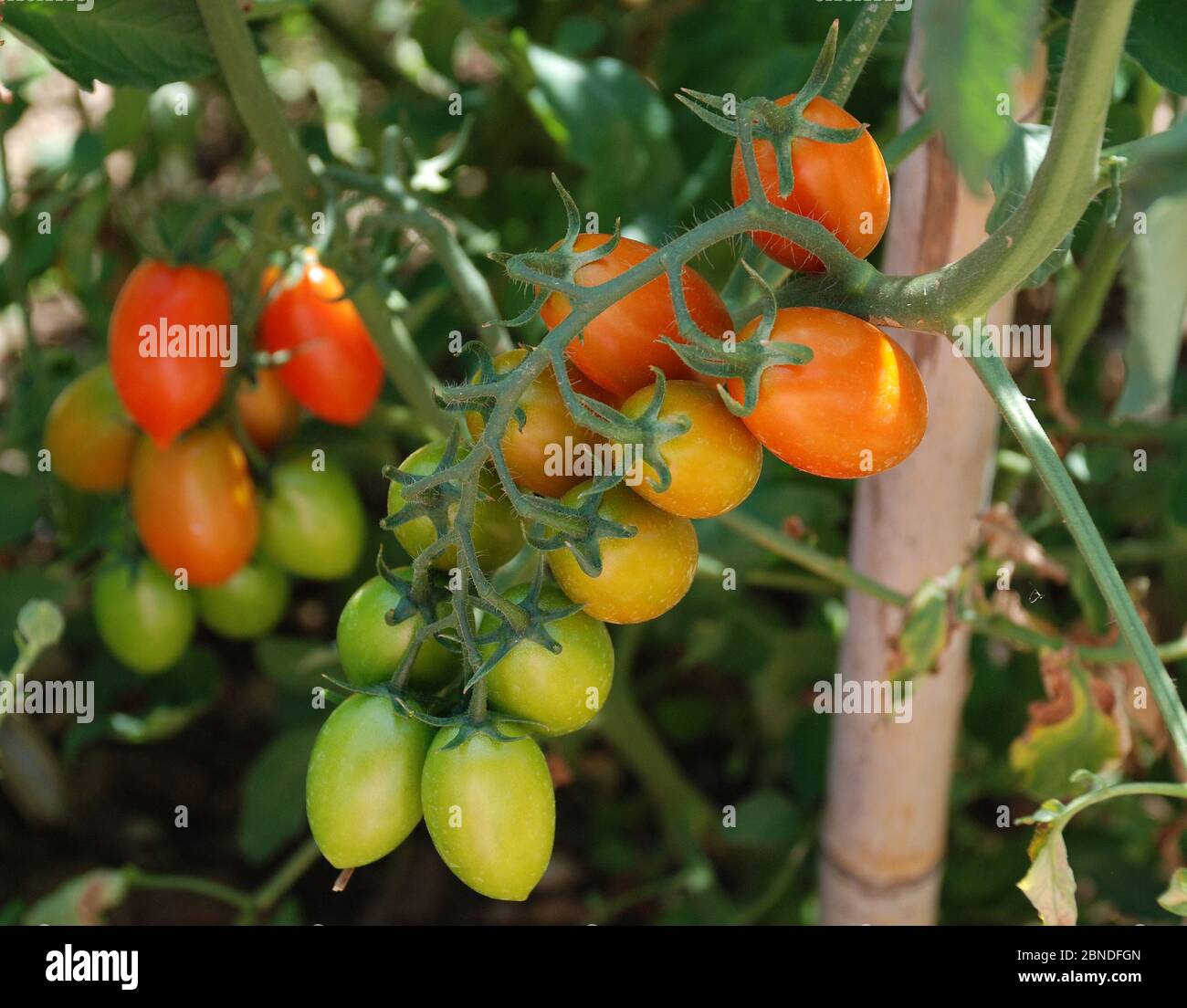 Data di maturazione dei pomodori sulla vite in Italia Foto Stock