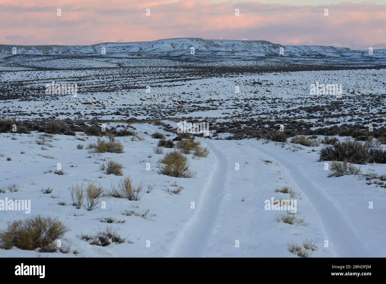 Habitat invernale chiave per un maggiore salvia nel bacino alcalino. Questo settore è minacciato di sviluppo energetico dal gas di Lance, naturalmente sotto pressione Foto Stock