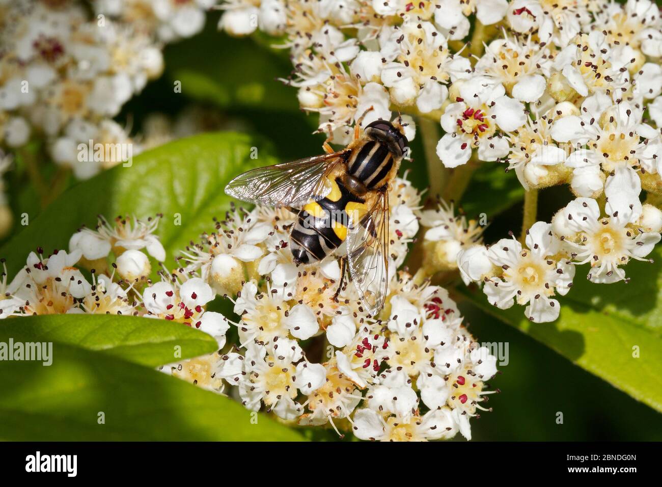 Hoverfly (Helohilus trivittatus) che si nutre di fiori di Cotoneaster in giardino, Cheshire, Inghilterra, Regno Unito, giugno. Foto Stock