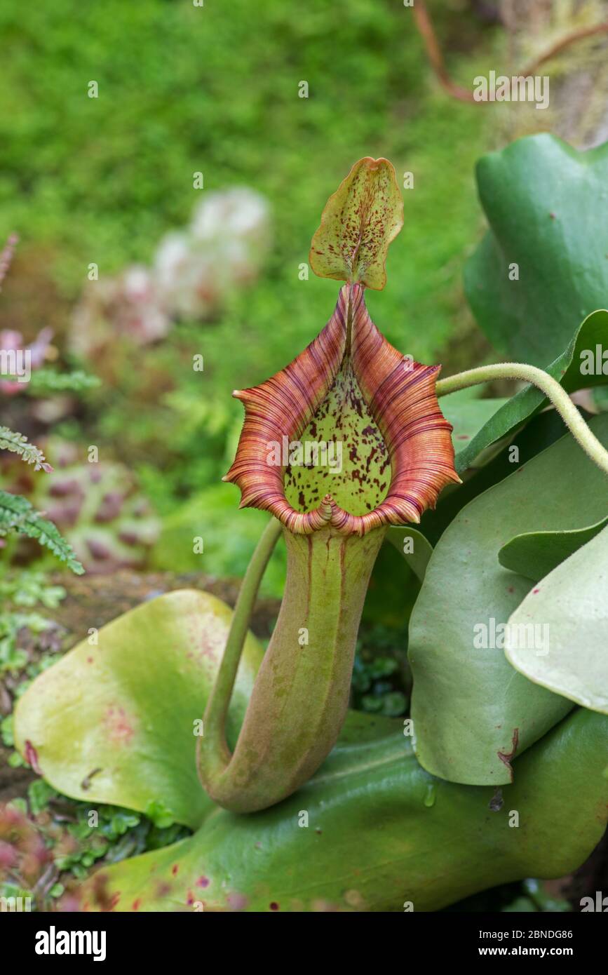 Impianto di caraffa (Nepenthes trincata) coltivato in giardino botanico. Foto Stock