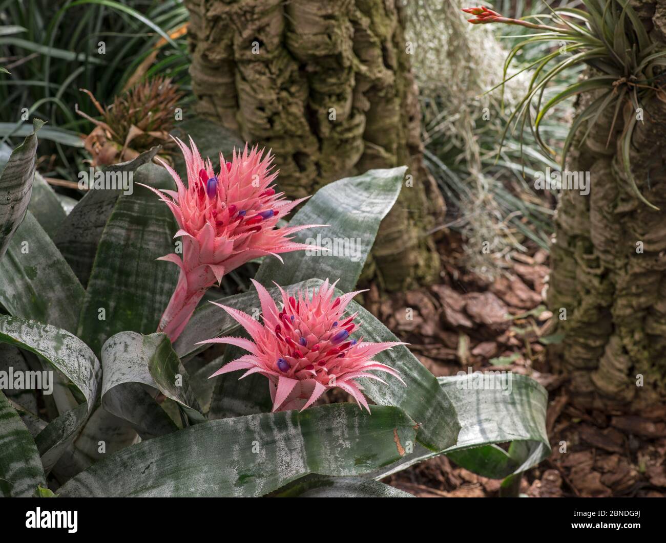 Pianta di urna (Aechmea fasciata) fiori nella foresta pluviale, Sabah, Borneo. Foto Stock