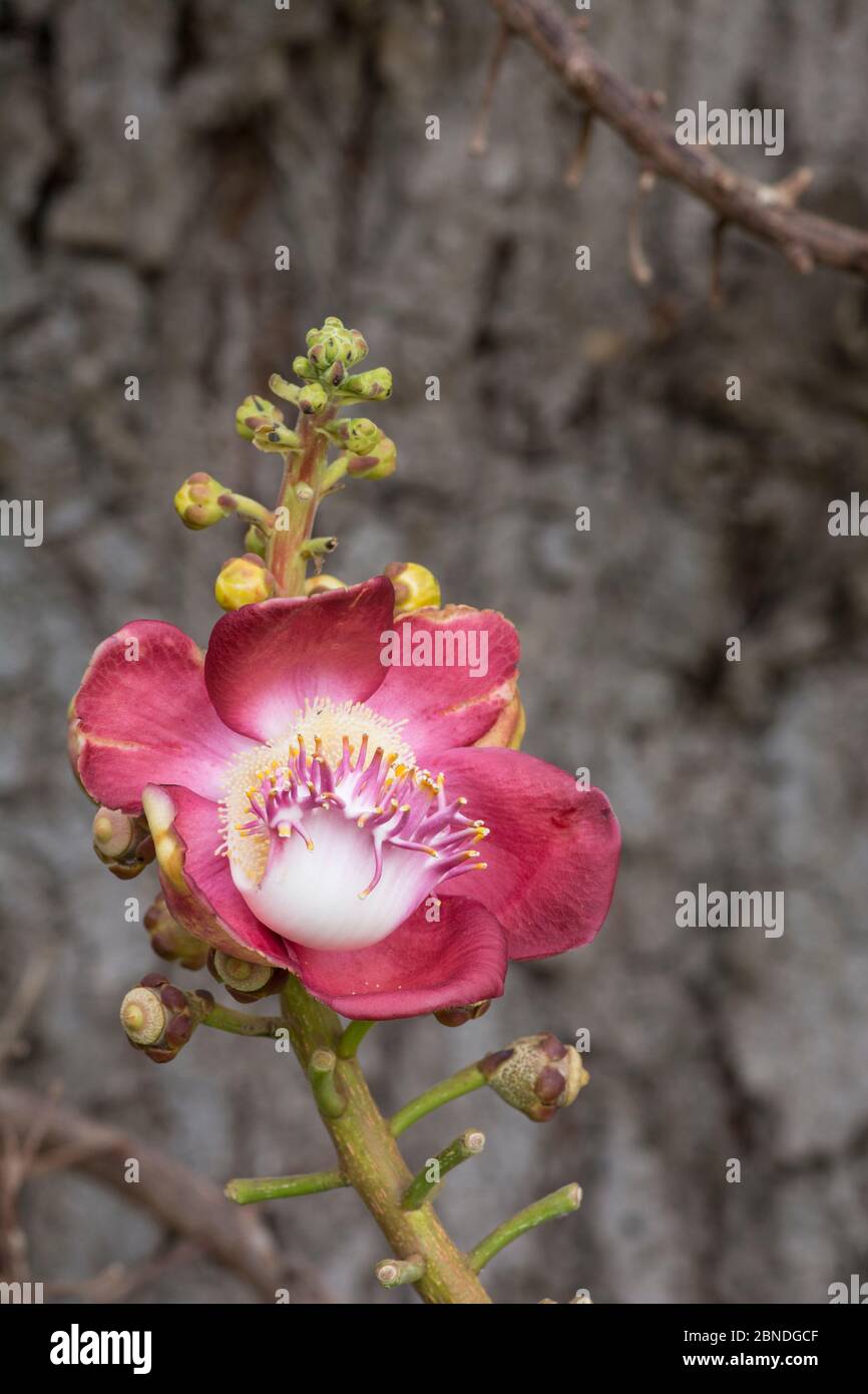 Albero di Cannonball (Couroupita guianensis) fiore, Barbados. Foto Stock