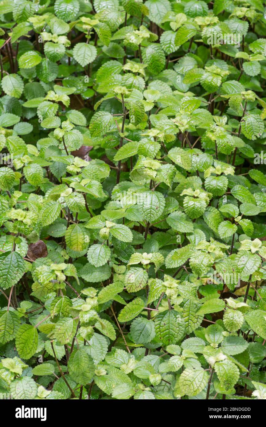 Pianta di Charlie strisciante (Pilea nummularifolia) Barbados. Una pianta nativa molto rara, localmente minacciata da lumache africane introdotte. Foto Stock