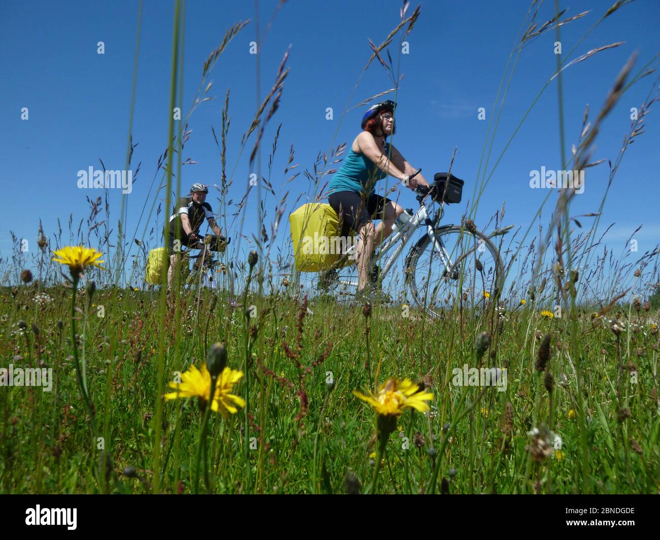 Ciclisti che cavalcano le biciclette lungo il 'Saaler Bodden' a nord-est di Rostock, Germania, giugno 2013. Foto Stock