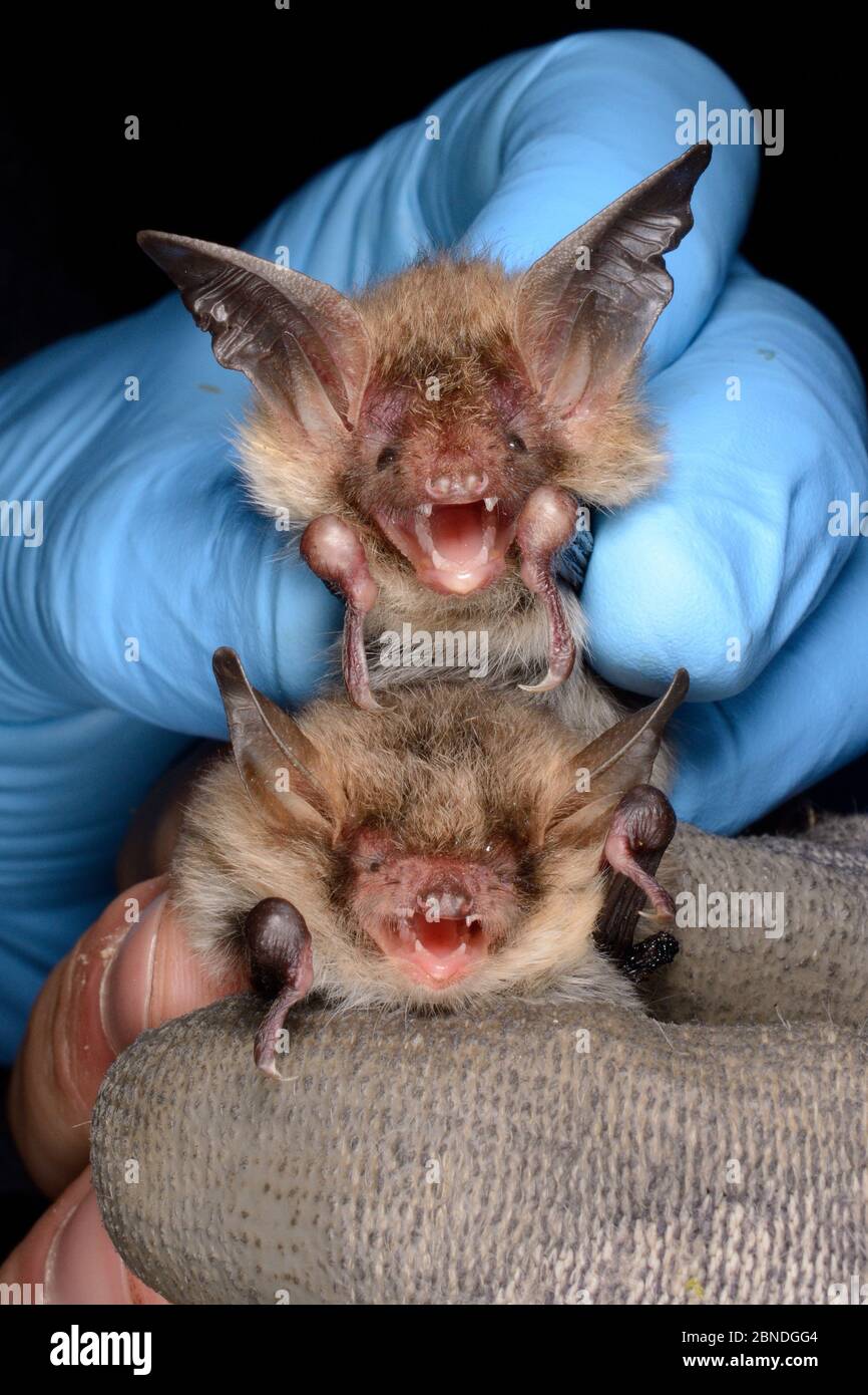 Il pipistrello di Bechstein (Myotis bechsteinii) si tenne sopra un pipistrello di Natterer (Myotis nattereri) per un confronto durante un'indagine autunnale condotta dai Wilts Foto Stock