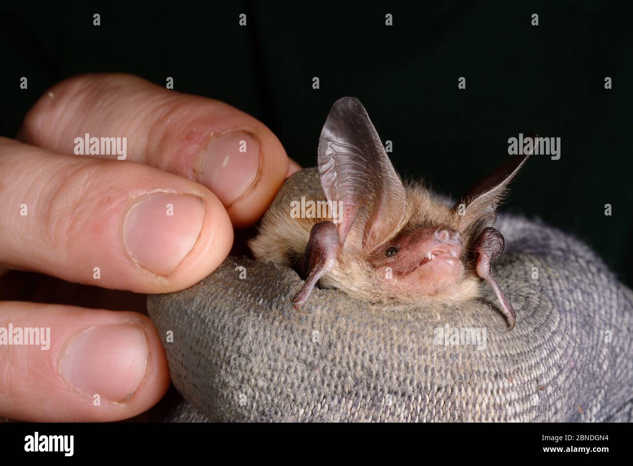 Brandt's Bat (Myotis brandtii), che si è tenuto durante un'indagine autunnale condotta dal Wiltshire Bat Group, vicino a Box, Wiltshire, Regno Unito, nel mese di settembre. Versione del modello Foto Stock