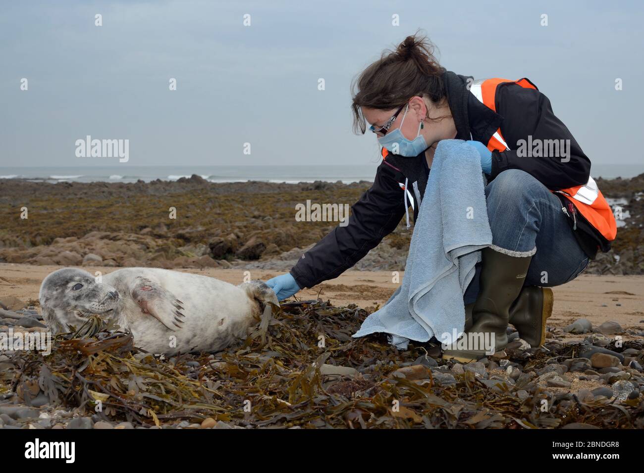 Michelle Clement, una medaglia di animali British Divers Marine Life Rescue che ispeziona le pinne di coda di un cucù grigio malato e ferito (Halichoerus grypus) Foto Stock