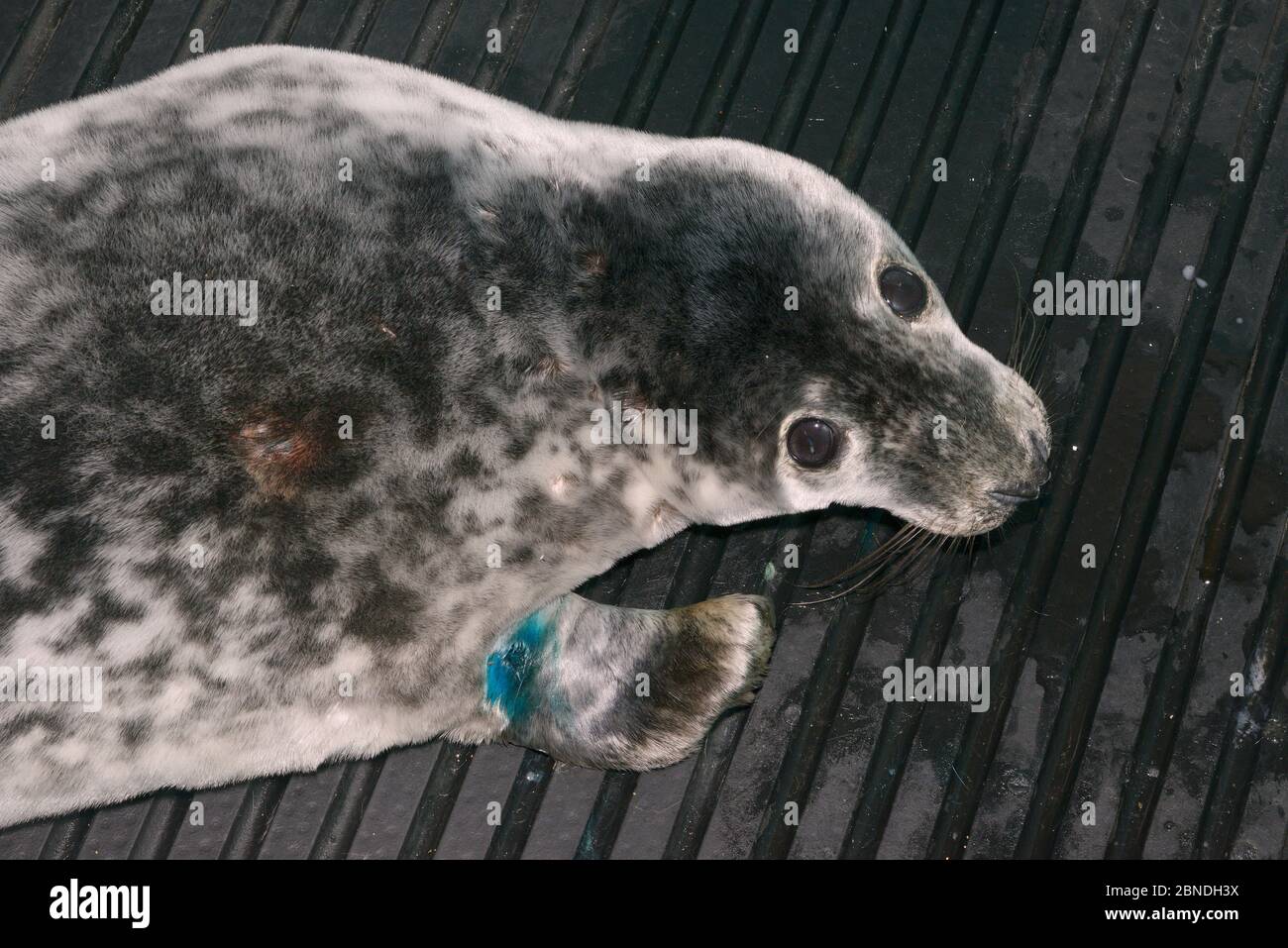 Cucù grigio ferito (Halichoerus grypus) 'Jenga' dopo un trattamento veterinario iniziale ad un viso di trattamento cucito di salvataggio della vita marina britannica dei subacquei Foto Stock