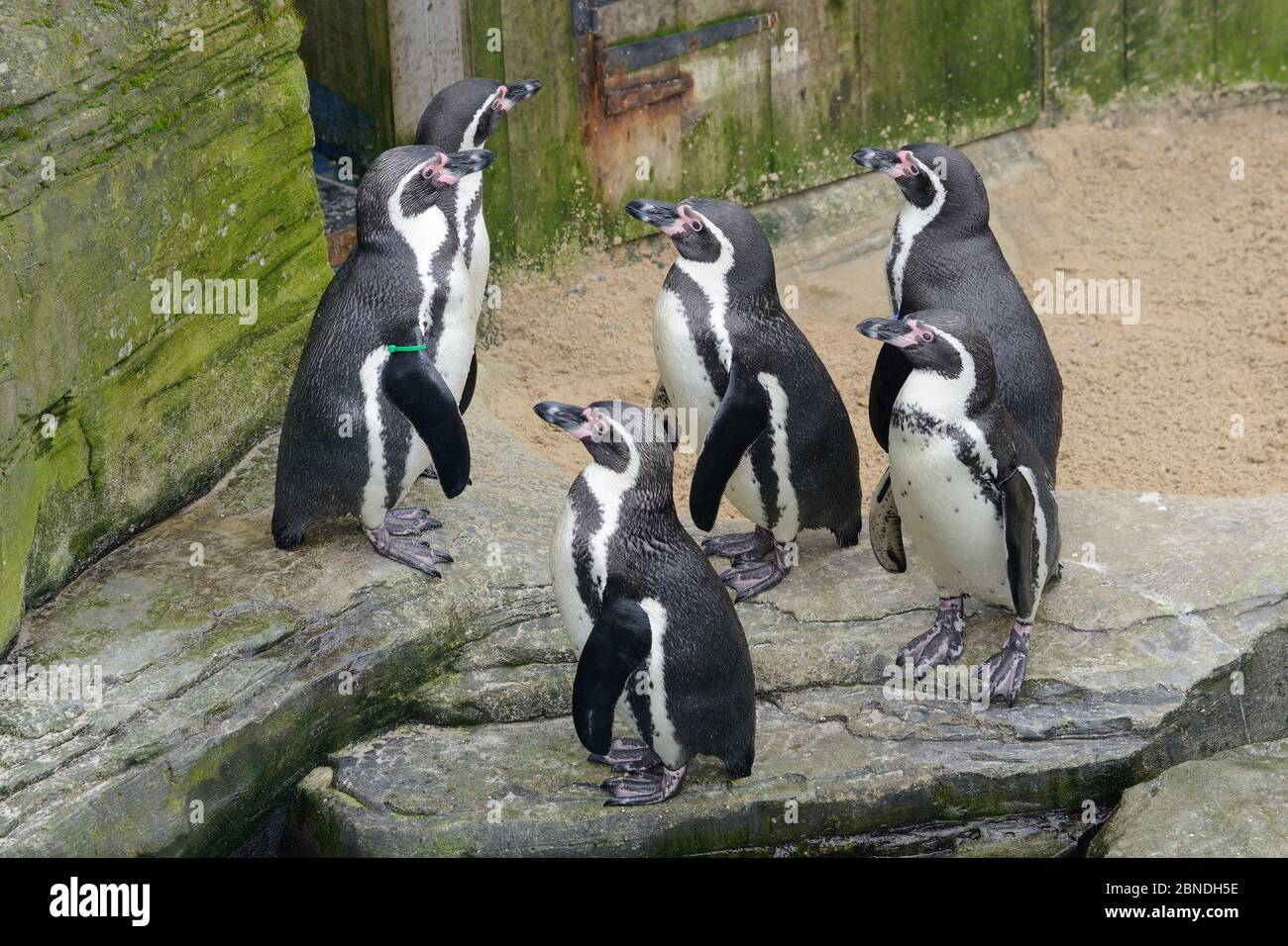 Humboldt pinguini (Sfenisco humboldti), Cornish Seal Sanctuary, Gweek, Cornovaglia, Regno Unito, gennaio. Prigioniero dal Sud America Foto Stock
