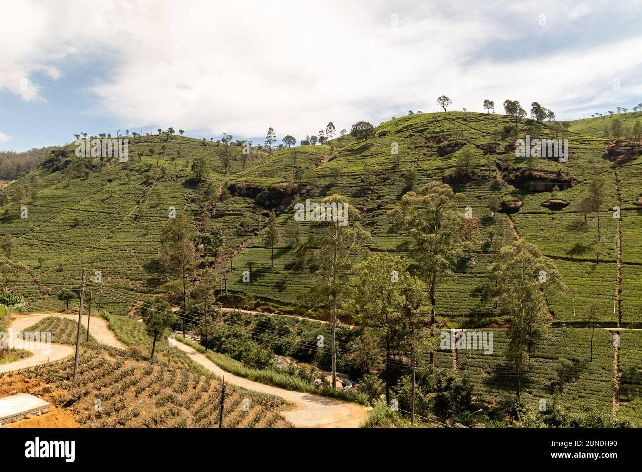 Ripidi pendii terrazzati con colture agricole in un paesaggio rurale in Sri Lanka, Asia con una valle coltivata sotto Foto Stock