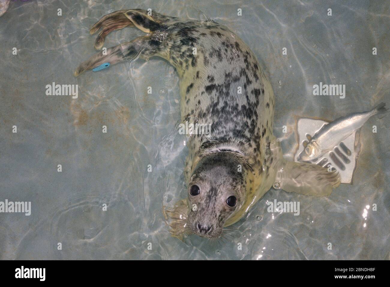 Recupero di cuccia grigia (Halichoerus grypus) 'uno' in una piccola piscina nel Cornish Seal Sanctuary Hospital, Gweek, Cornovaglia, Regno Unito, ottobre. Foto Stock