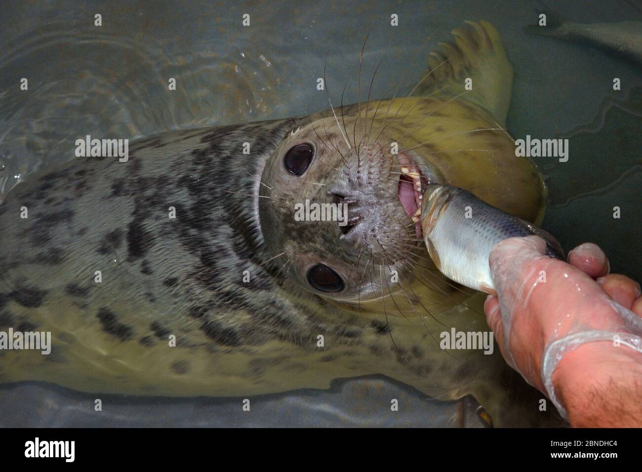 Caregiviere che alimenta il cucito grigio ricuperante (grypus di Halichoerus) 'uno' un pesce in una piccola piscina, ospedale di Santuario di Cornish Seal,, Gweek, Cornovaglia, Foto Stock