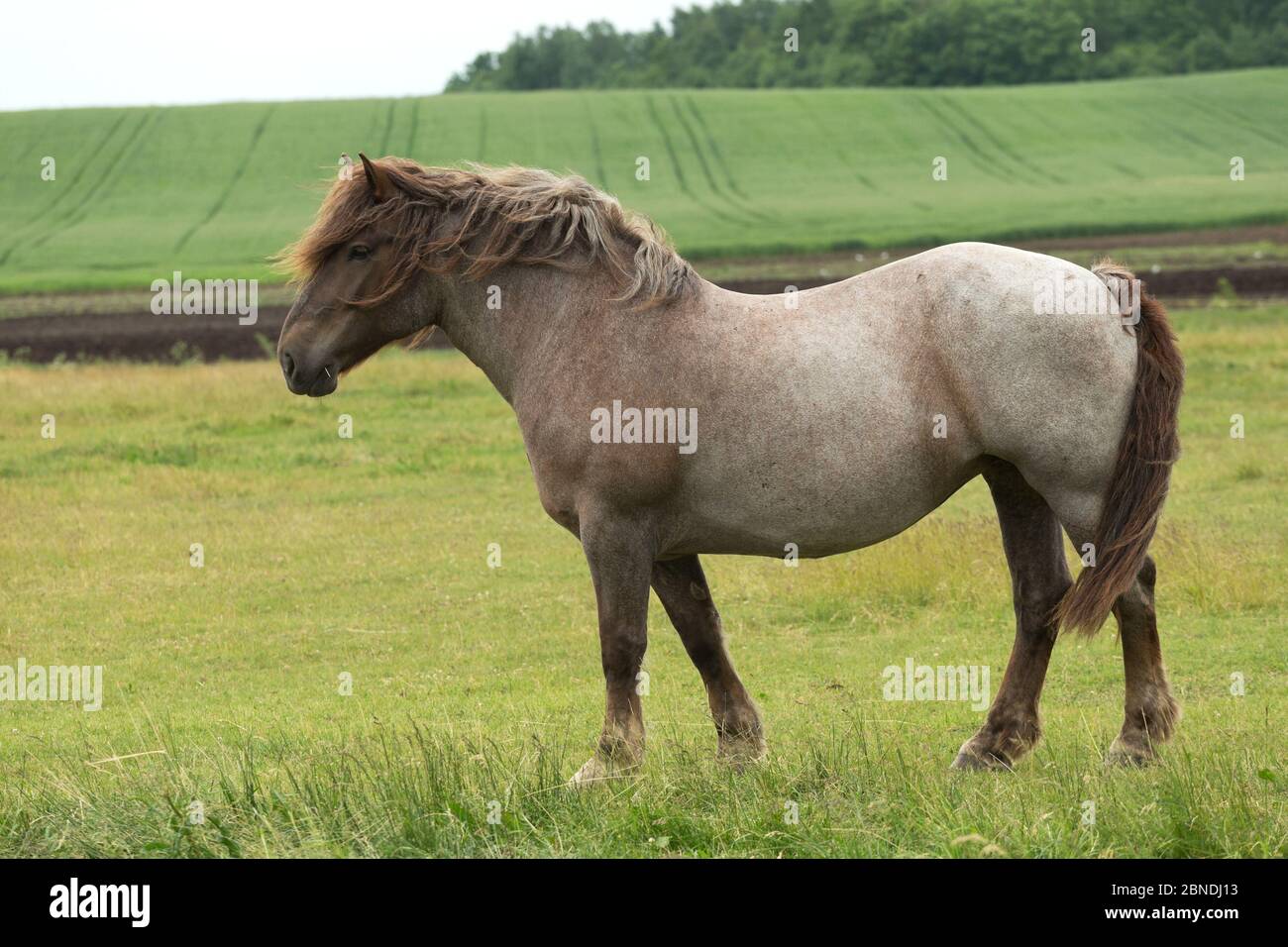 Raro Lietuvos Sunkiuju Arkliu cavallo pesante mare in piedi allarme in campo, Babtai, Lituania. Giugno. Foto Stock