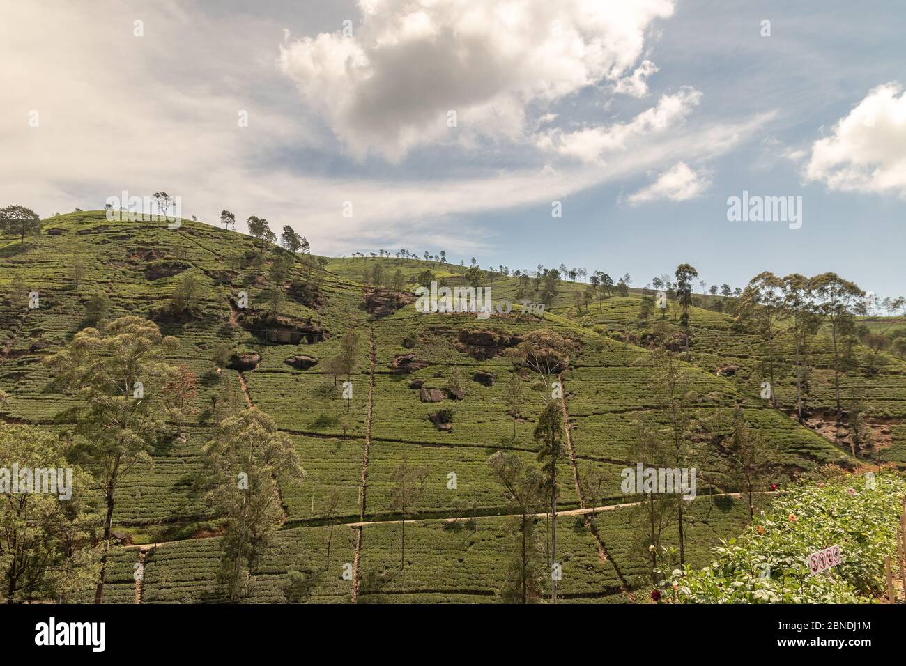 Ripido pendio di montagna terrazzato piantato con colture agricole in un verde paesaggio rurale lussureggiante in Sri Lanka sotto un cielo nuvoloso Foto Stock