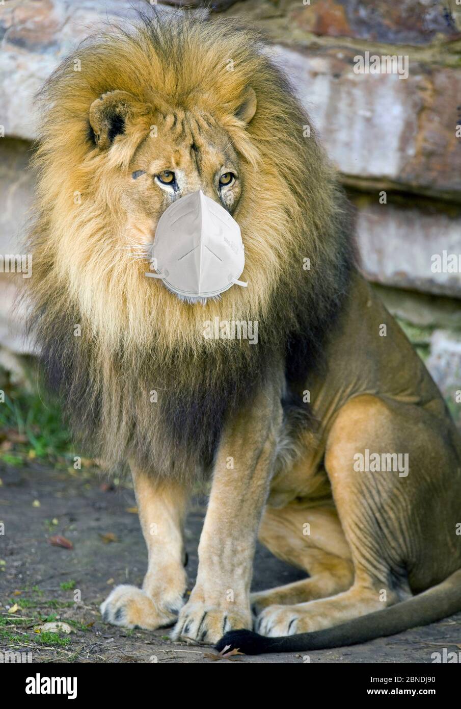 Grande leone africano con maschera facciale N95. Foto Stock