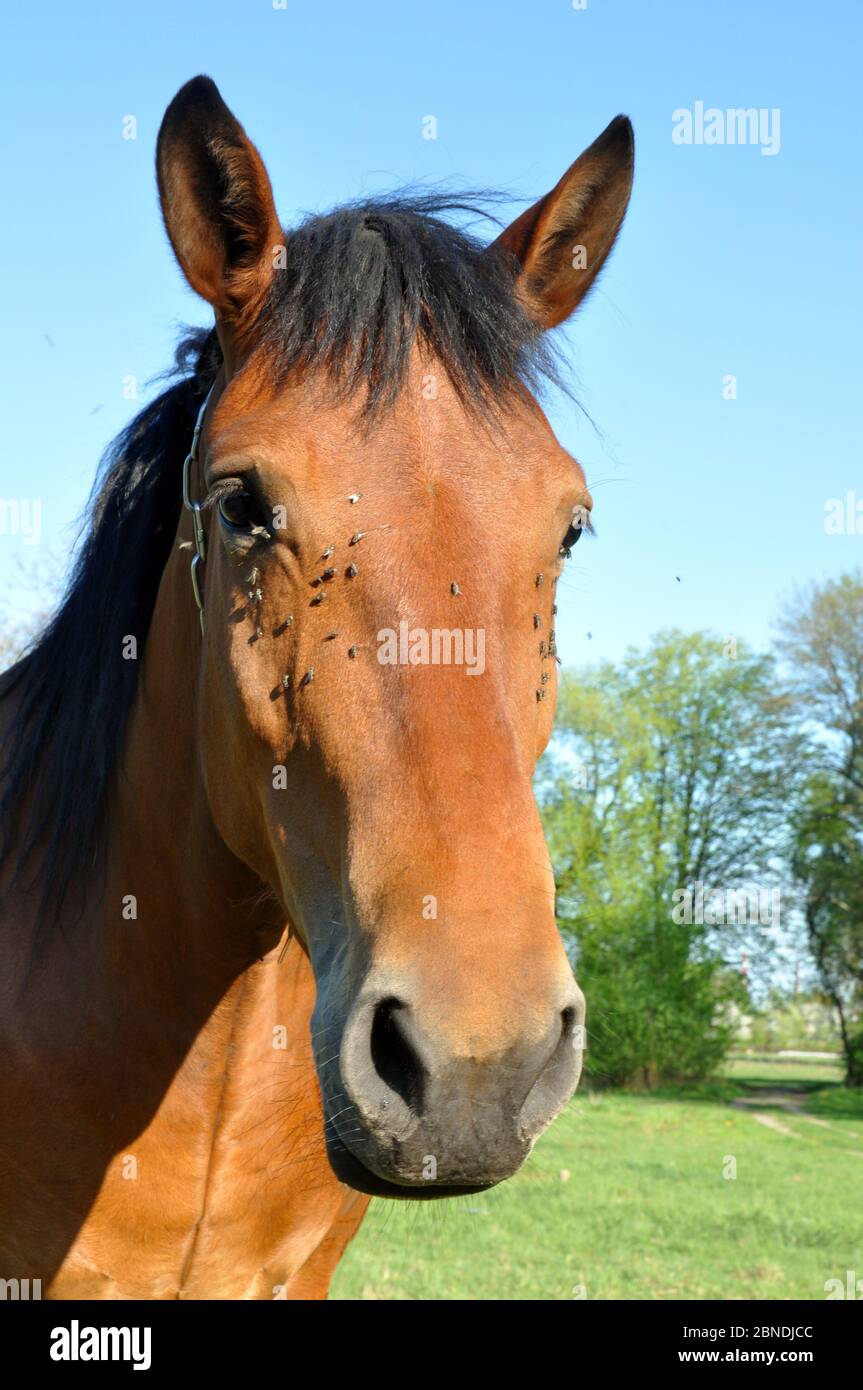 Testa di cavallo primo piano con molte mosche vicino agli occhi. Foto Stock