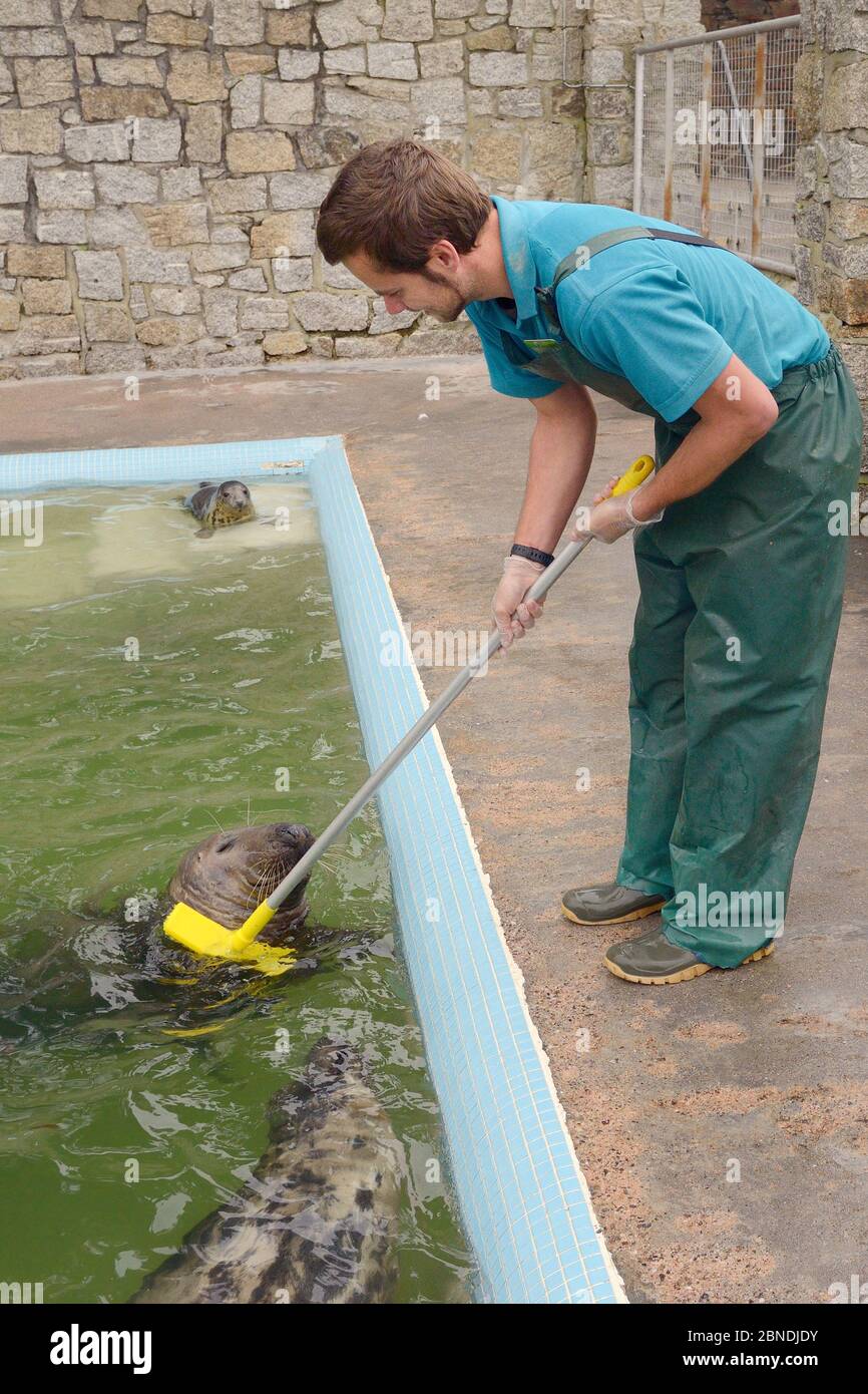 DaN Jarvis dando 'Ray' un cervello danneggiato maschio adulto Gray Seal (Halichoerus grypus) uno sfregamento con una scopa presso il Cornish Seal Sanctuary. Grweek, Cornovaglia, U. Foto Stock