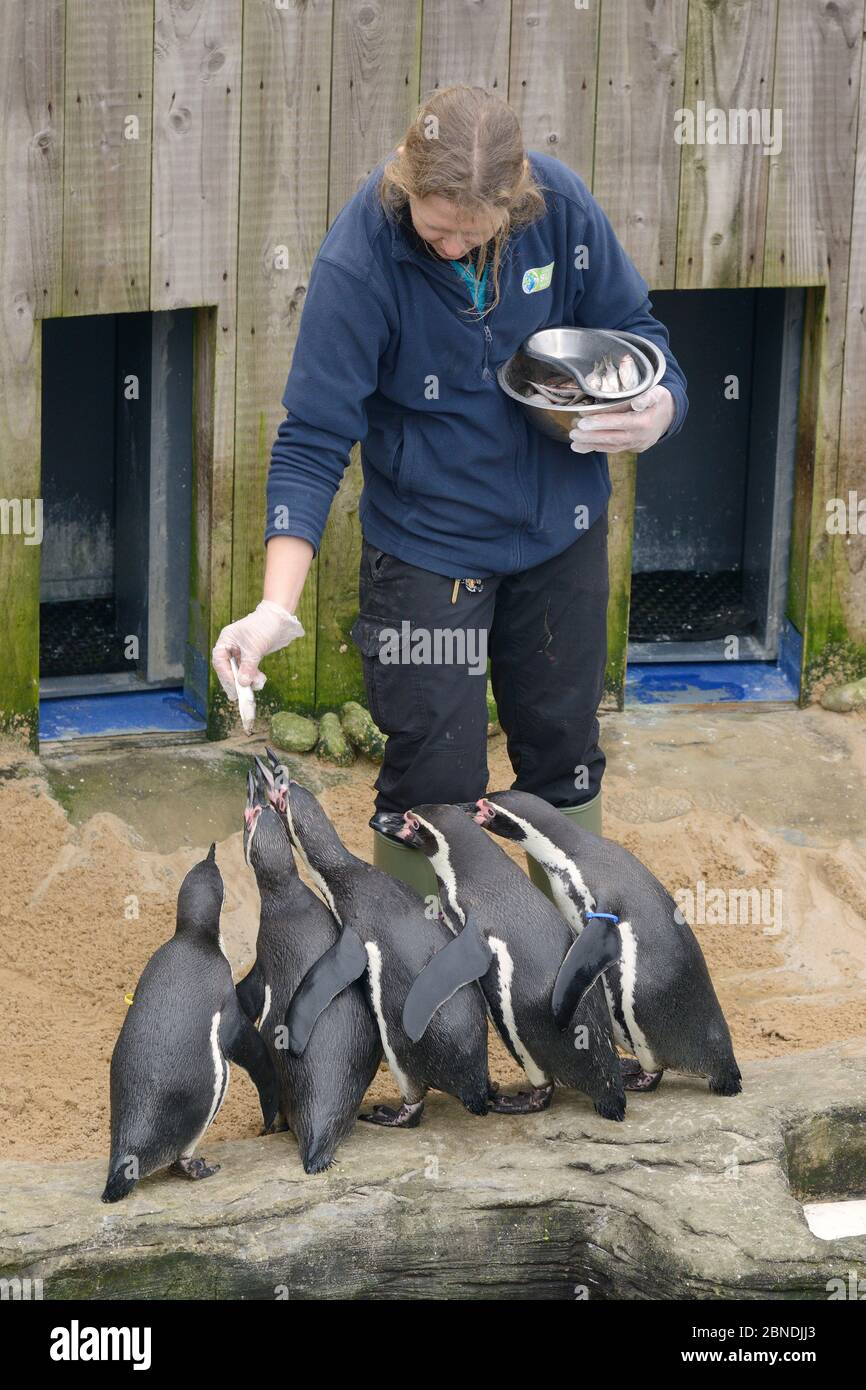 Keeper Amy Souster Pinguini Humboldt (Schenisco humboldti) Santuario delle foche della Cornovaglia, settimana scorsa, Cornovaglia, Regno Unito, gennaio. Modello rilasciato. Foto Stock