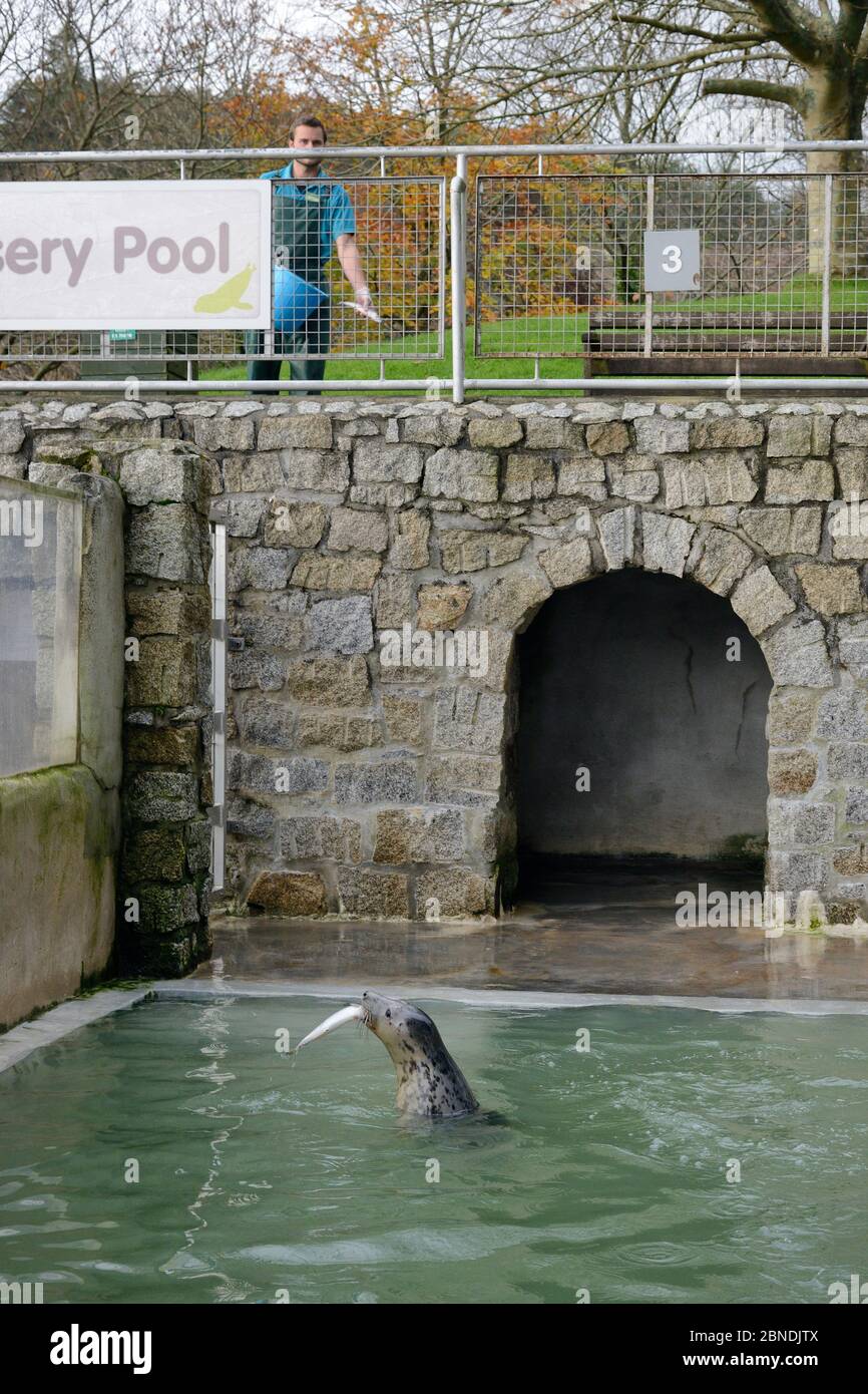 Cucito grigio foca cucito (Halichoerus grypus) alimentato con pesce di Dan Jarvis - nascosto in modo che il cucito non associa le persone con il cibo. In poo isolato di vivaio Foto Stock