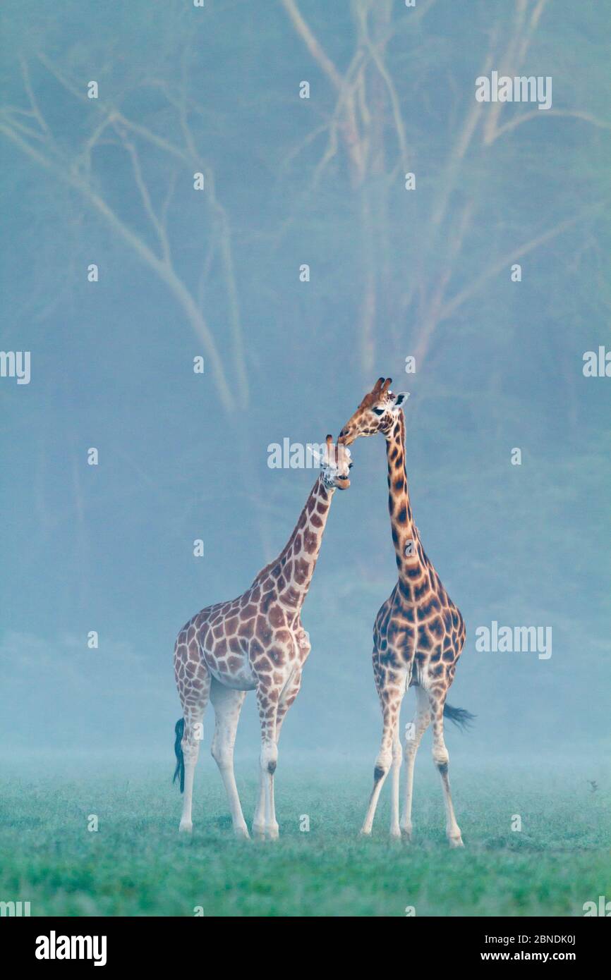 Rothschild / Baringo giraffe (Giraffa camelopardalis rothschildi) due mostrando affetto nella nebbia all'alba, Nakuru National Park, Kenya Foto Stock