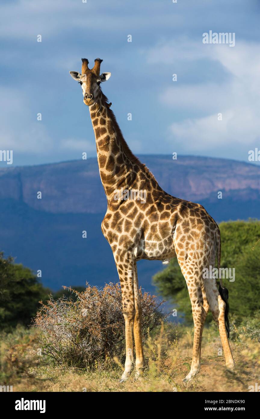 Ritratto di Giraffe (Giraffa camelopardalis), Riserva privata di Marakele, Riserva della Biosfera di Waterberg, Provincia di Limpopo Sud Africa, maggio. Foto Stock