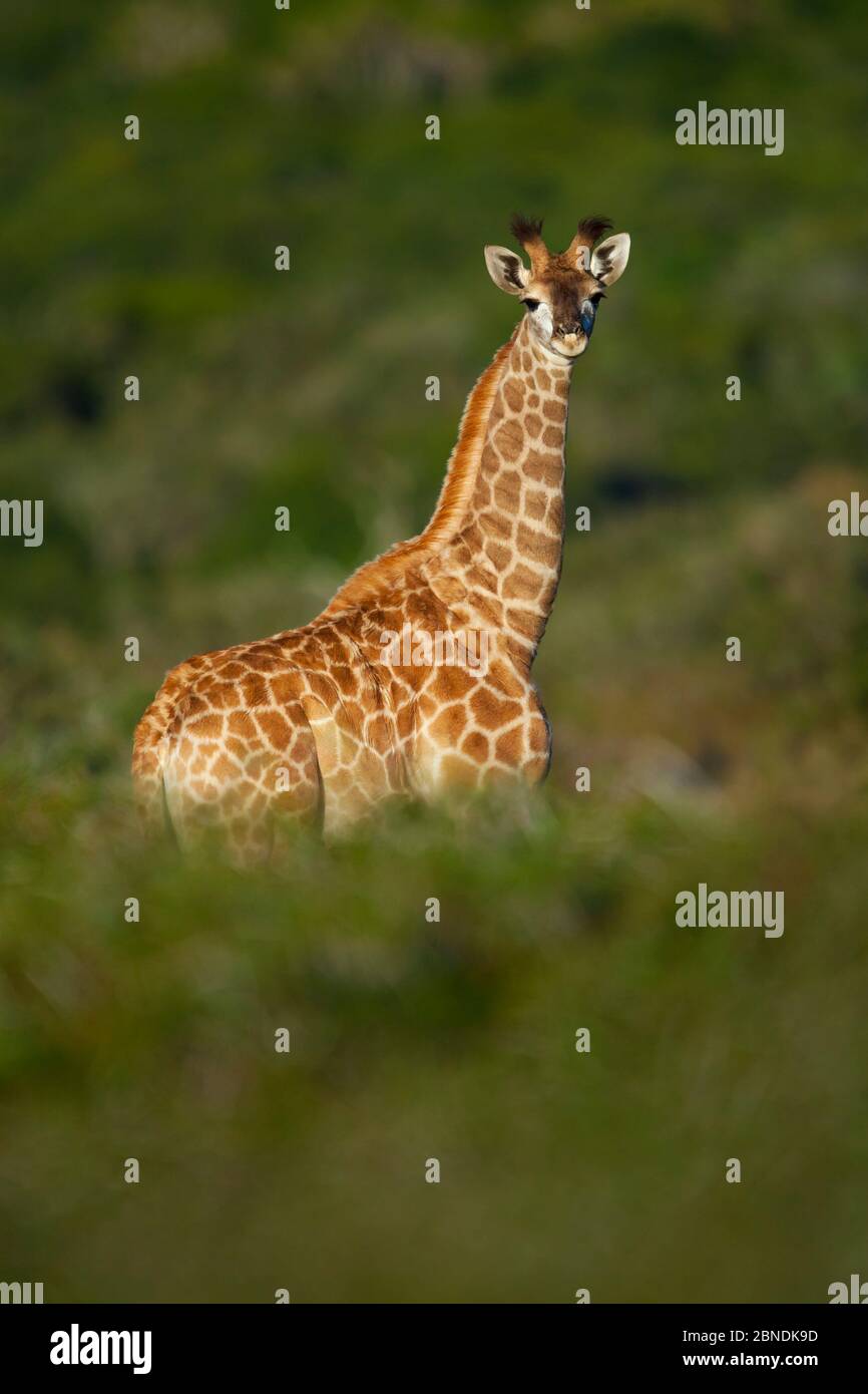 Giraffa giovane (Giraffa camelopardalis) in piedi alla luce del mattino presto. Riserva di Kariega, Capo Orientale, Sud Africa. Foto Stock