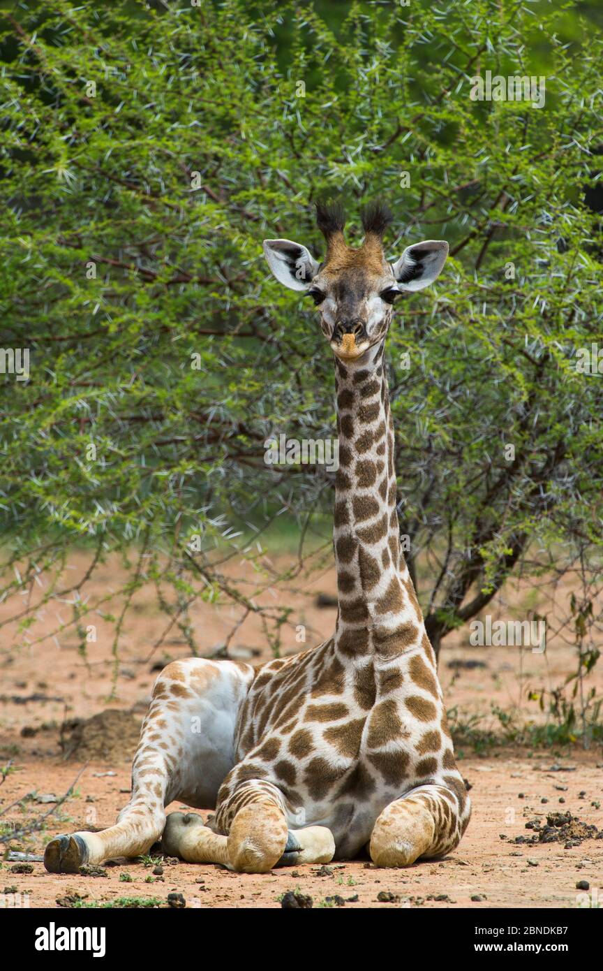 Giraffe (Giraffa camelopardalis) seduta, Riserva privata di Marakele, Riserva della Biosfera di Waterberg, Provincia di Limpopo, Sudafrica, marzo. Foto Stock