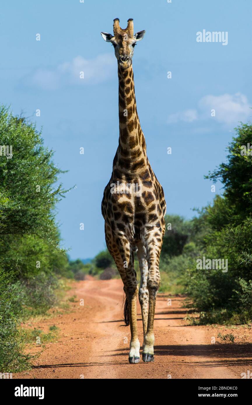 Giraffe (Giraffa camelopardalis) su strada, Marakele Riserva privata, Waterberg Riserva della Biosfera, Provincia di Limpopo, Sudafrica. Foto Stock