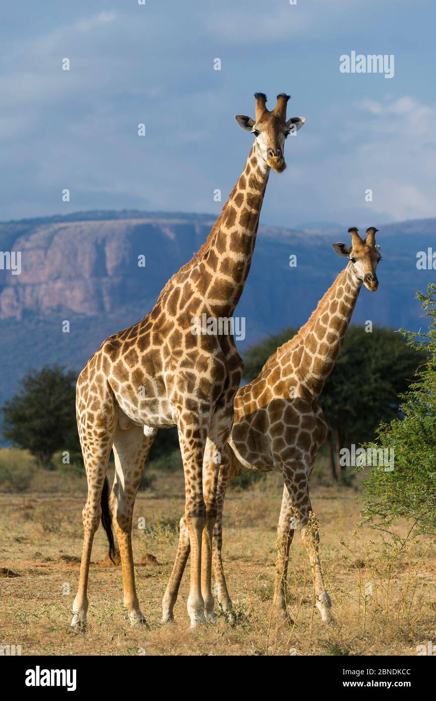 Giraffe (Giraffa camelopardalis) adulti e giovani, Riserva privata Marakele, Riserva della Biosfera Waterberg, Provincia di Limpopo, Sudafrica, maggio. Foto Stock