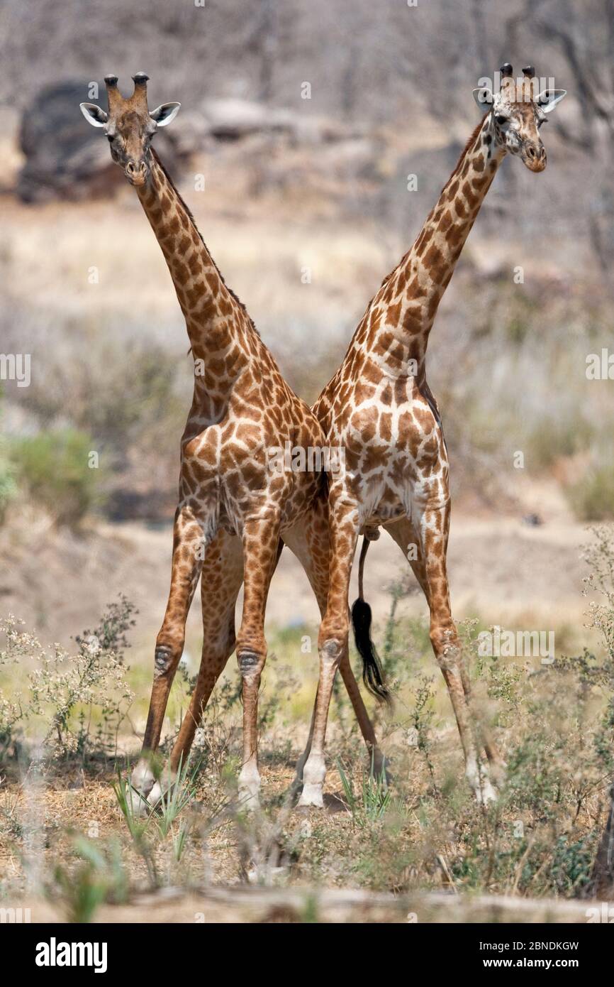 Due giraffe (Giraffa camelopardalis) che si spingono l'una contro l'altra, Tanzania. Agosto. Foto Stock